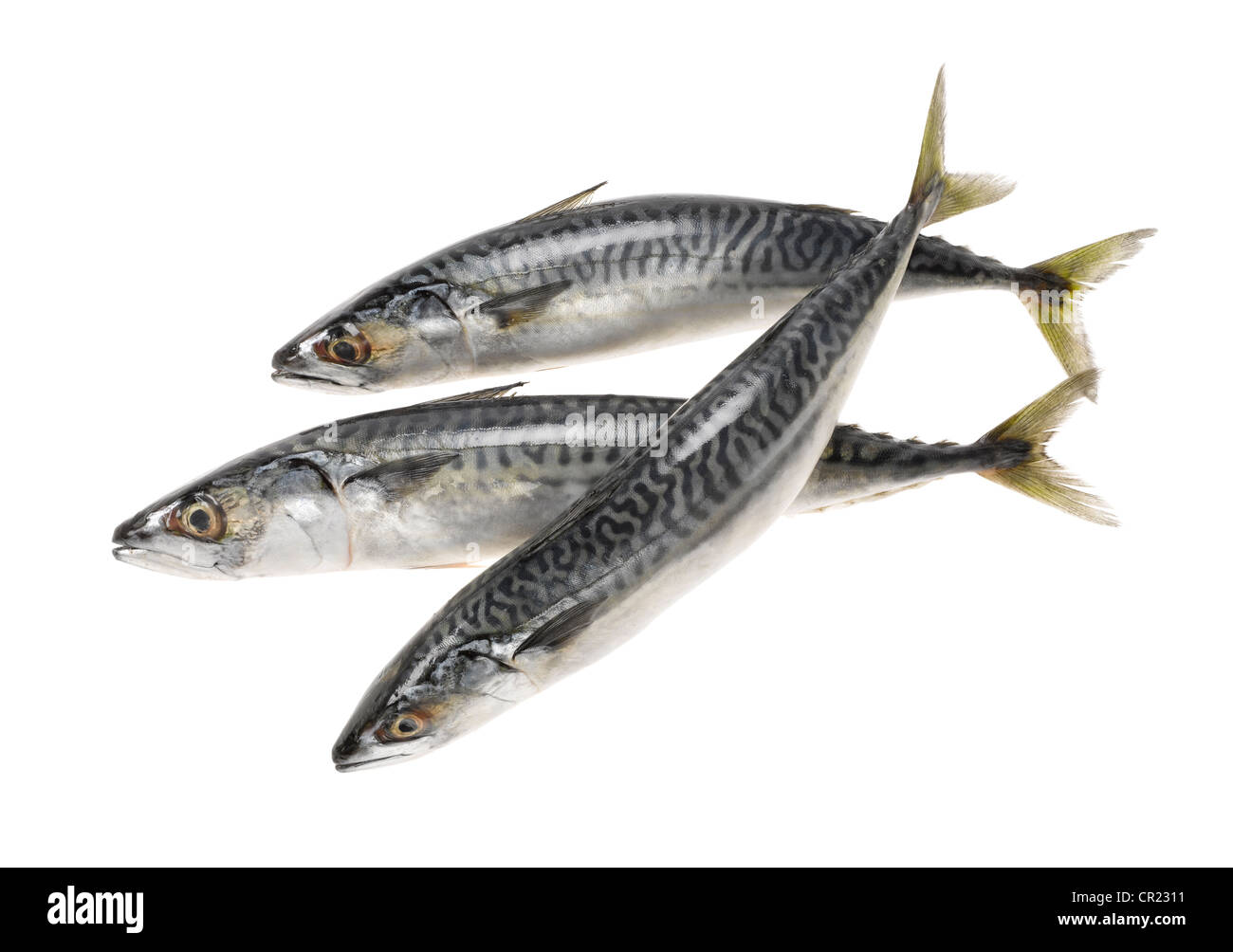 Tre tutto sgombro pesce tagliato fuori Foto Stock