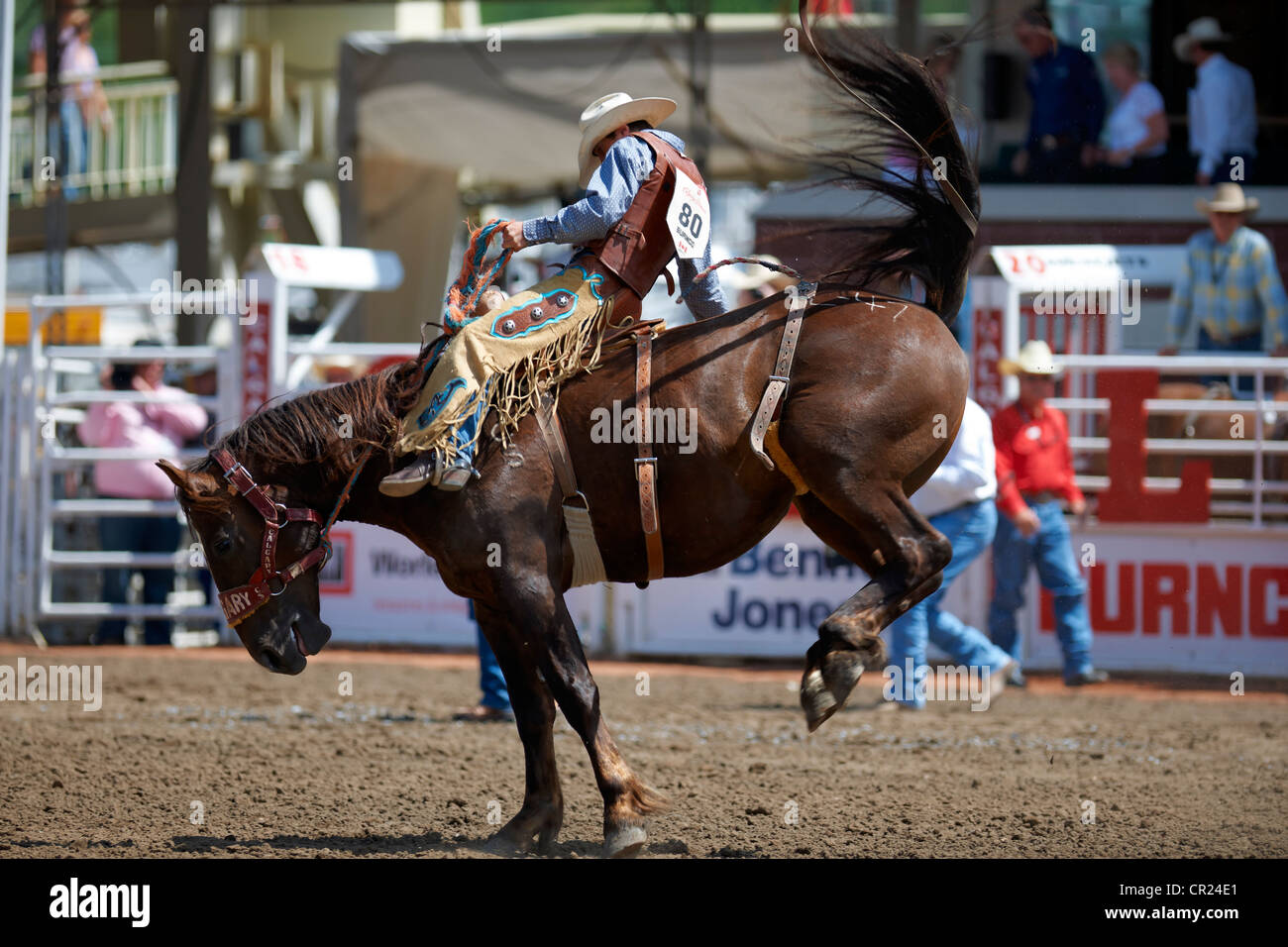 Cowboy a cavallo di un strappi bronco a Calgary Stampede Foto Stock