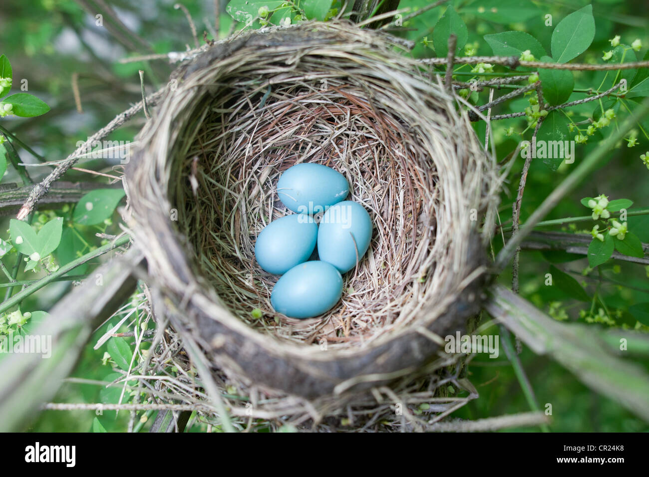 Nido di songbird di Robin americano con quattro uova blu Foto Stock