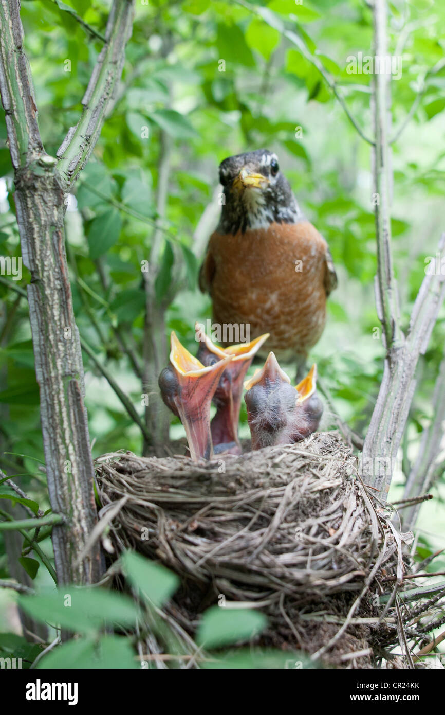 American Robin arroccato a nido con uccellini - Verticale Foto Stock