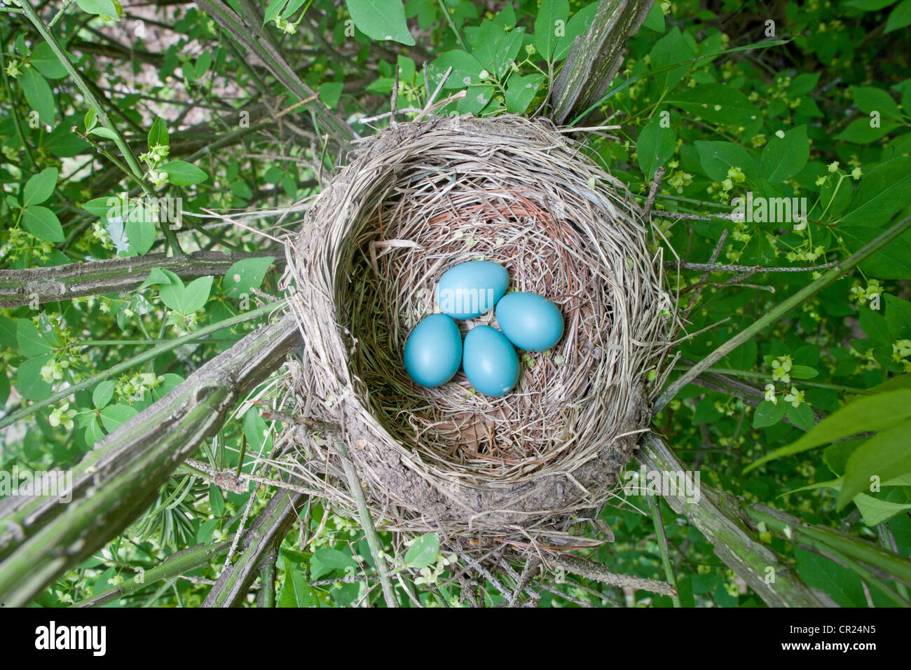 Nido di songbird di Robin americano con quattro uova blu Foto Stock