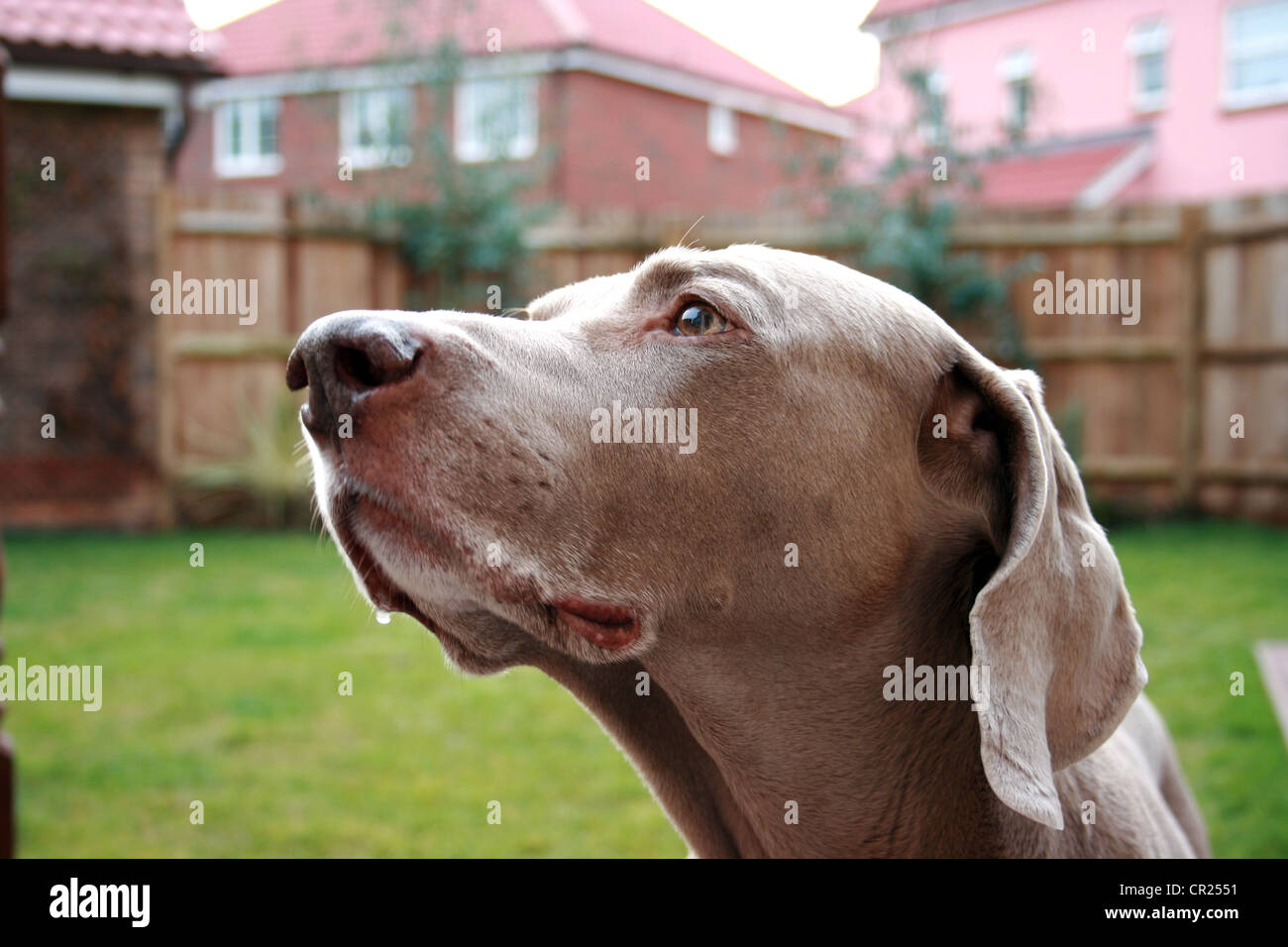 Il vecchio cane weimaraner in un giardino inglese Foto Stock