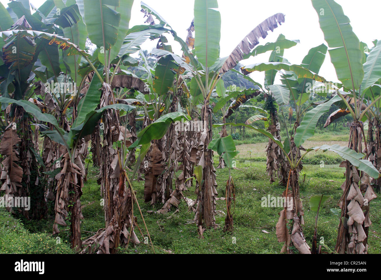 Banana agricoltura campo India Kerala Foto Stock