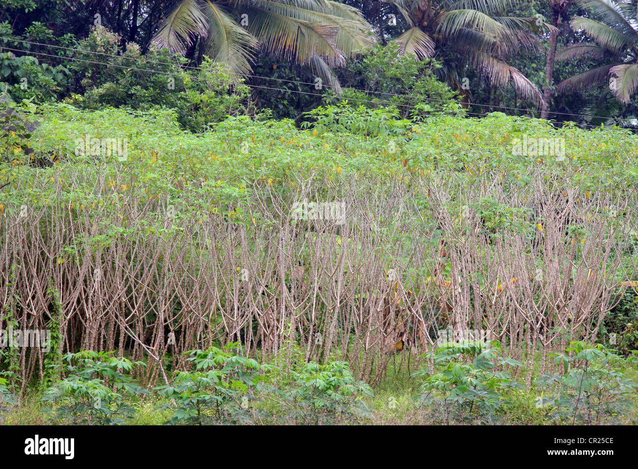 Impianti di tapioca piccoli e grandi . agricoltura del Kerala Foto Stock