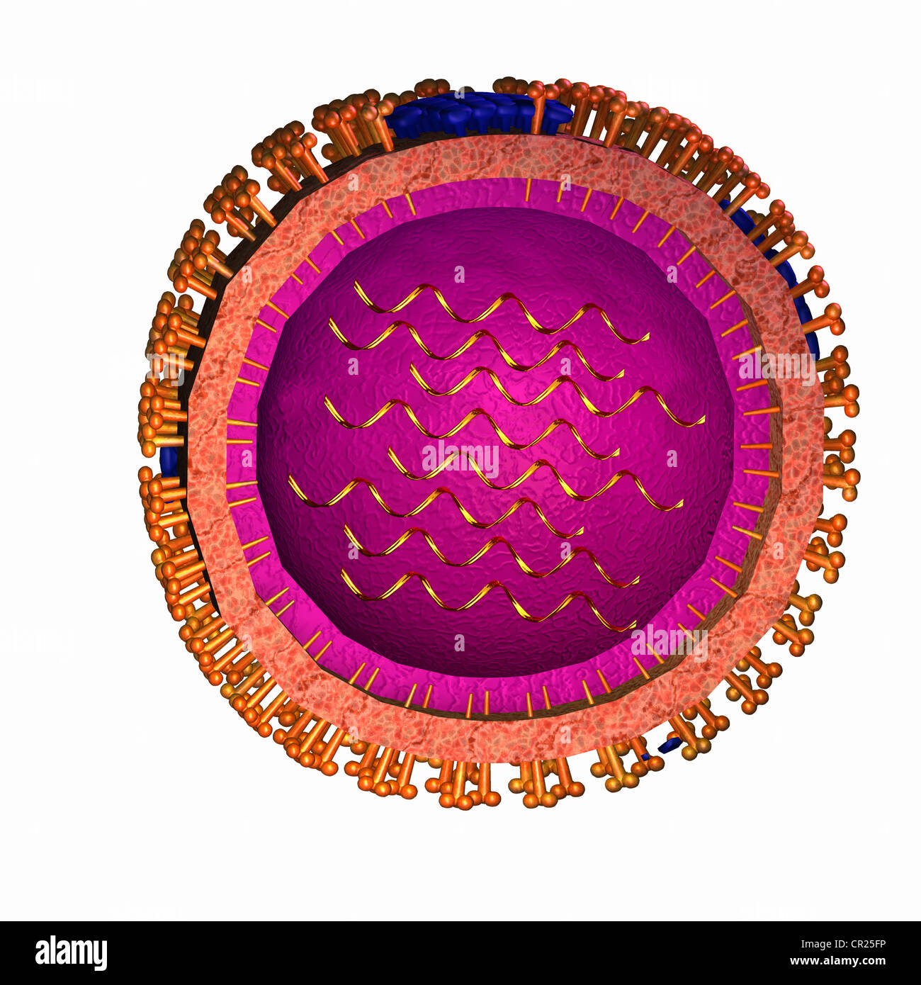 Le illustrazioni della struttura tipica di un virus umano Foto Stock