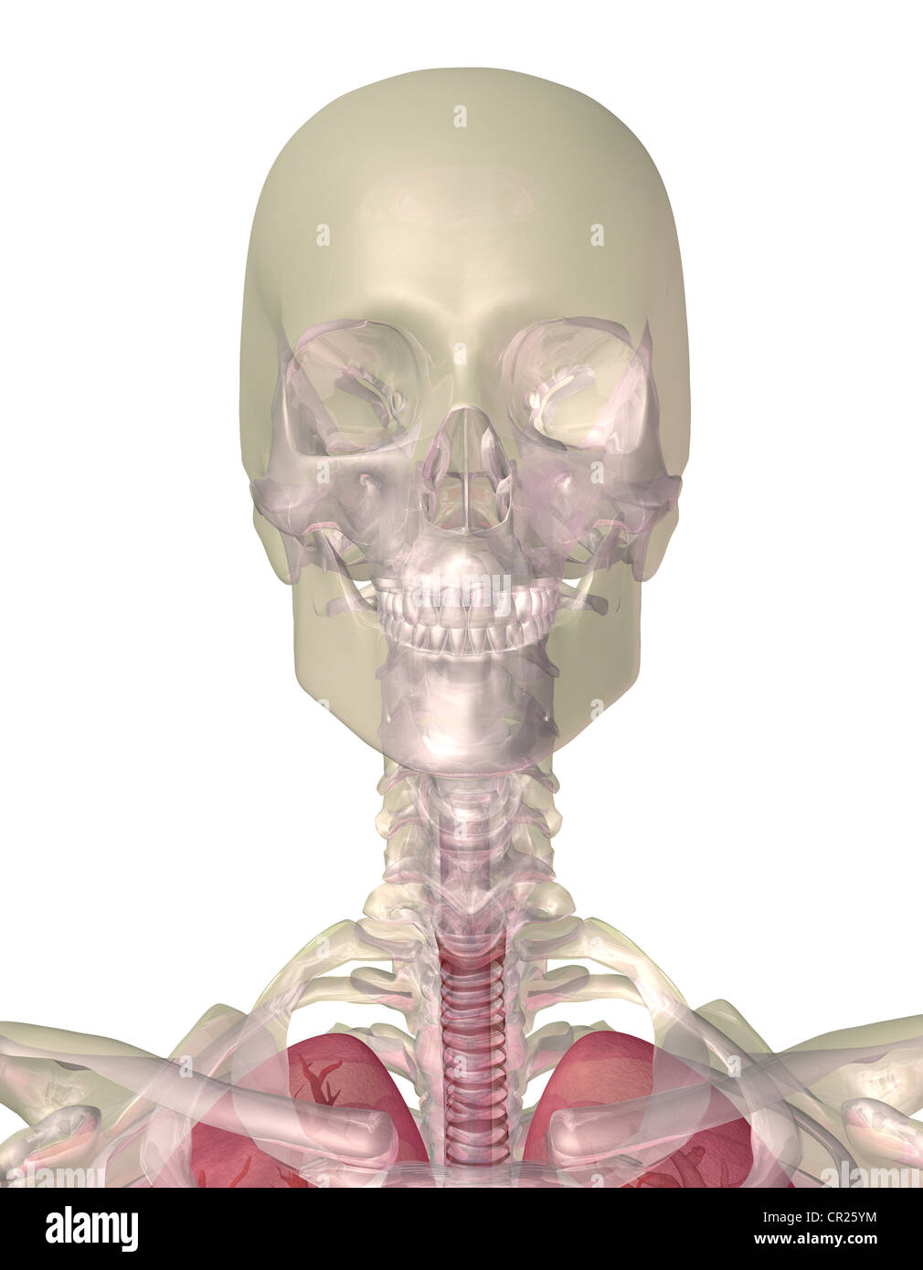 Illustrazione di un teschio umano e la parte superiore del corpo Foto Stock