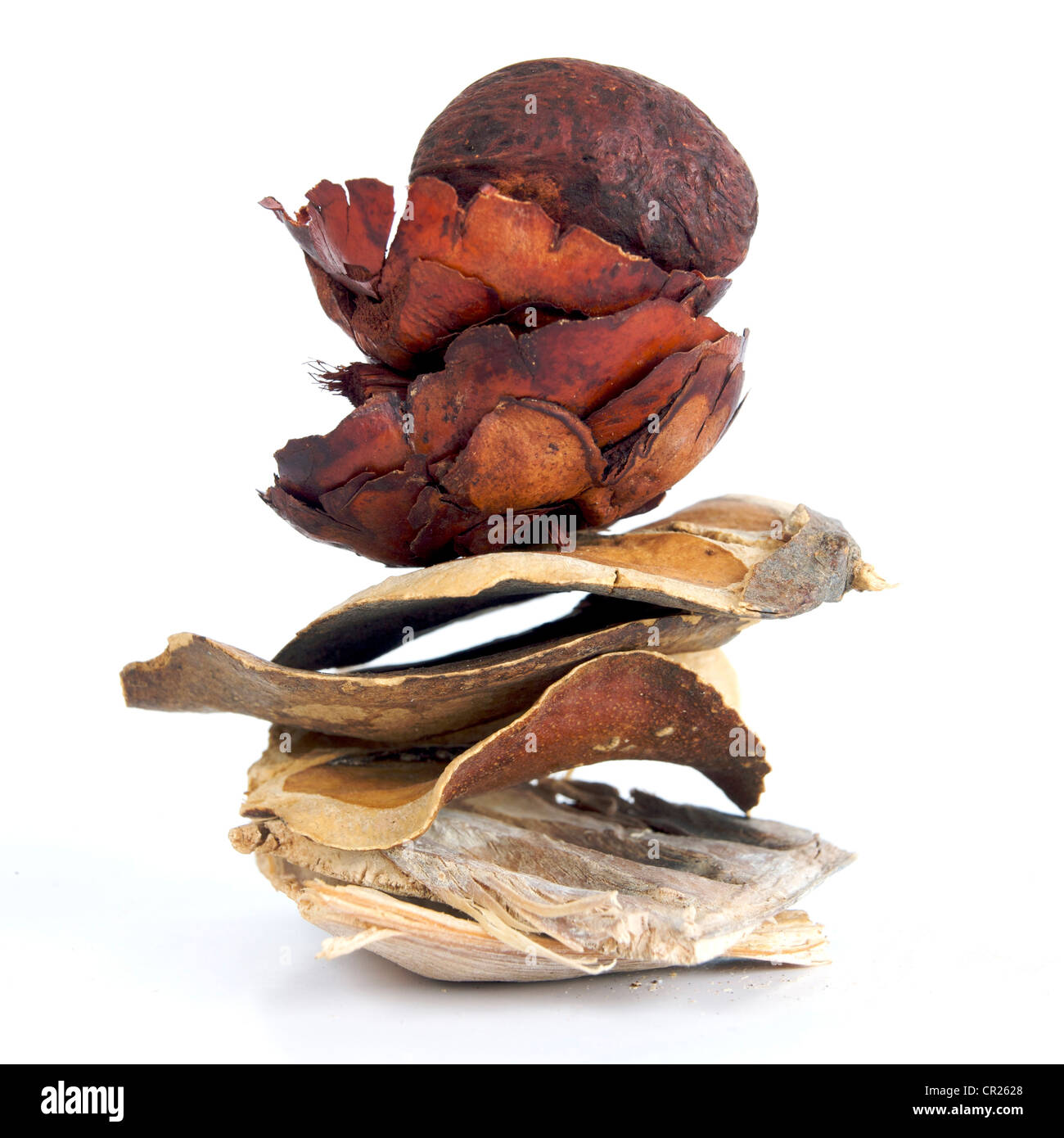 Disposizione unica di materiali naturali che mette in risalto la bellezza di texture e forme organiche Foto Stock