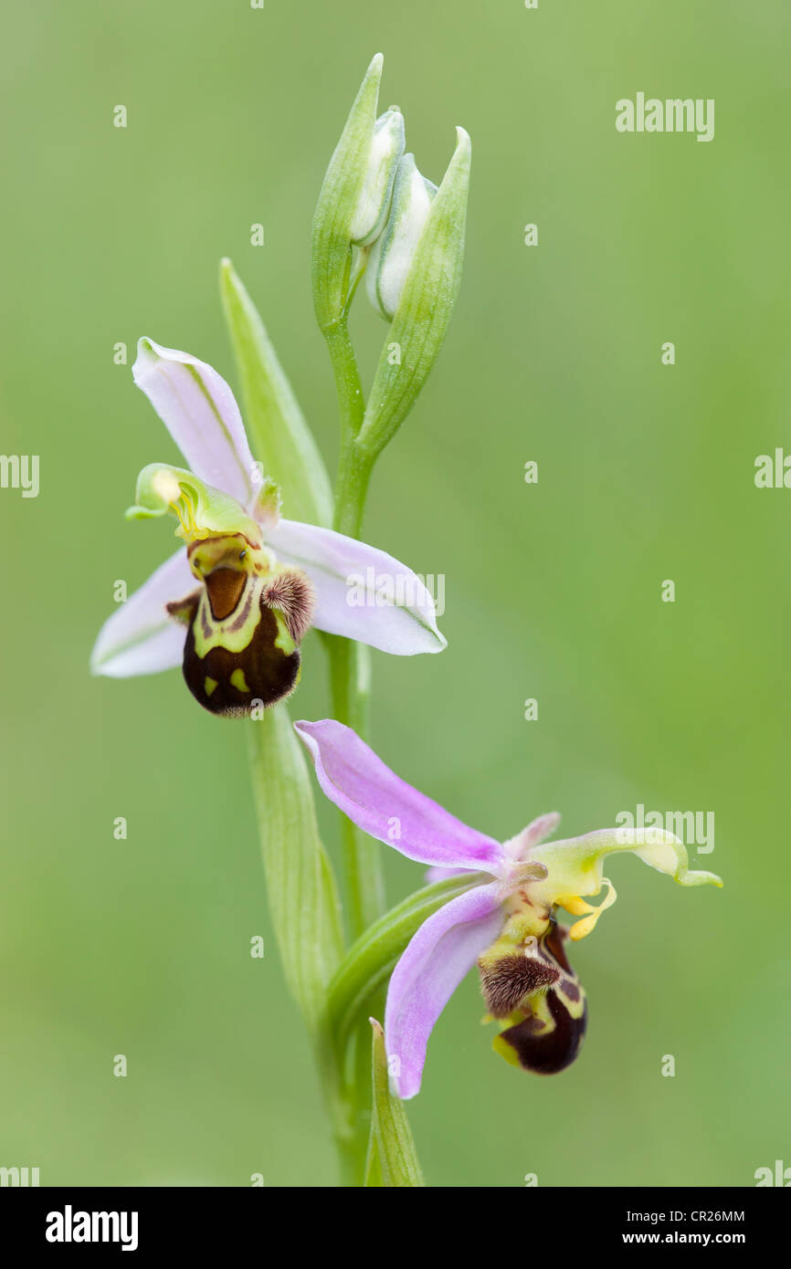 Bee Orchid (Ophrys apifera) fotografato su Collard Hill riserva sulle colline Polden in Somerset Foto Stock