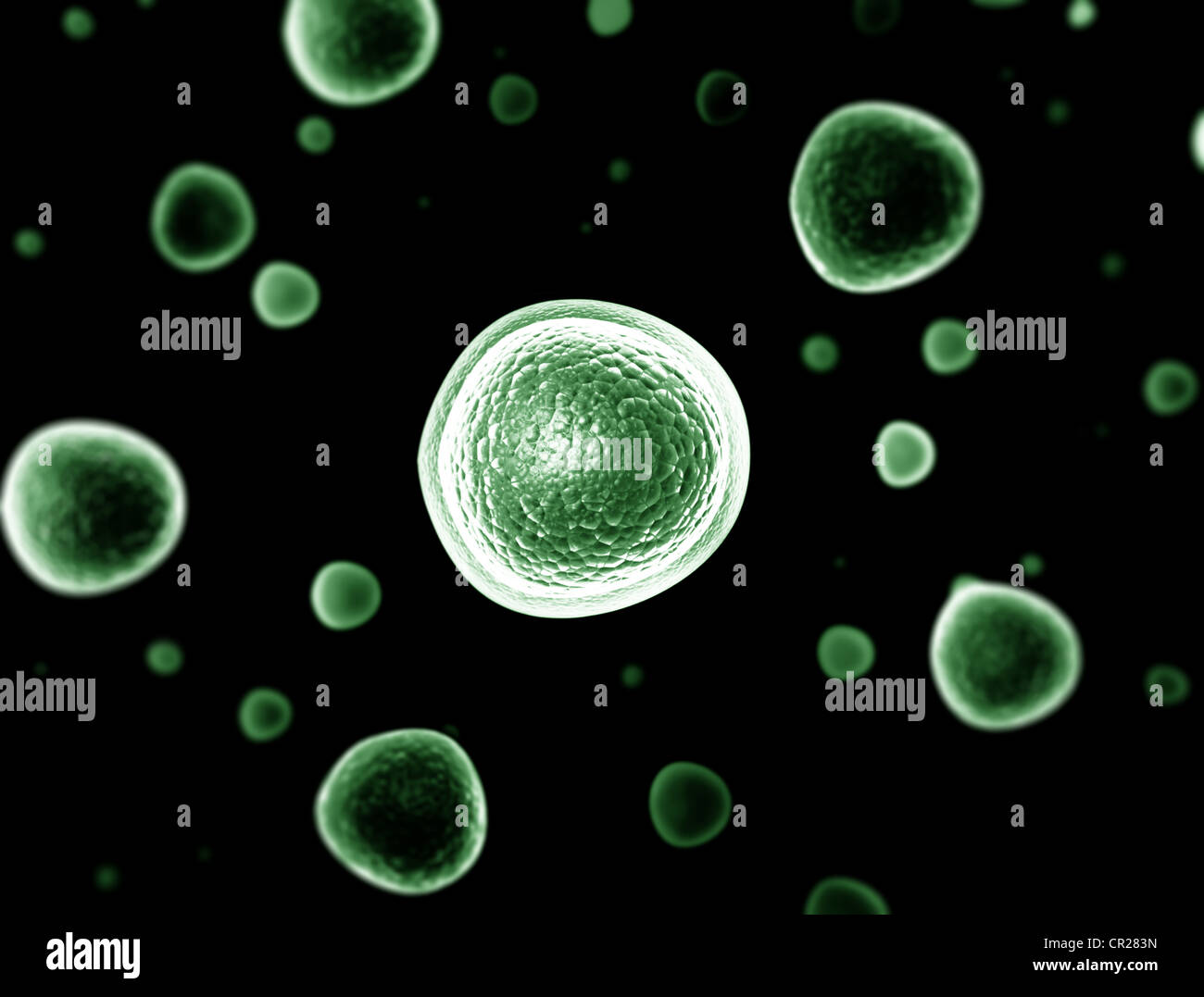 Cellule di batteri su sfondo nero Foto Stock