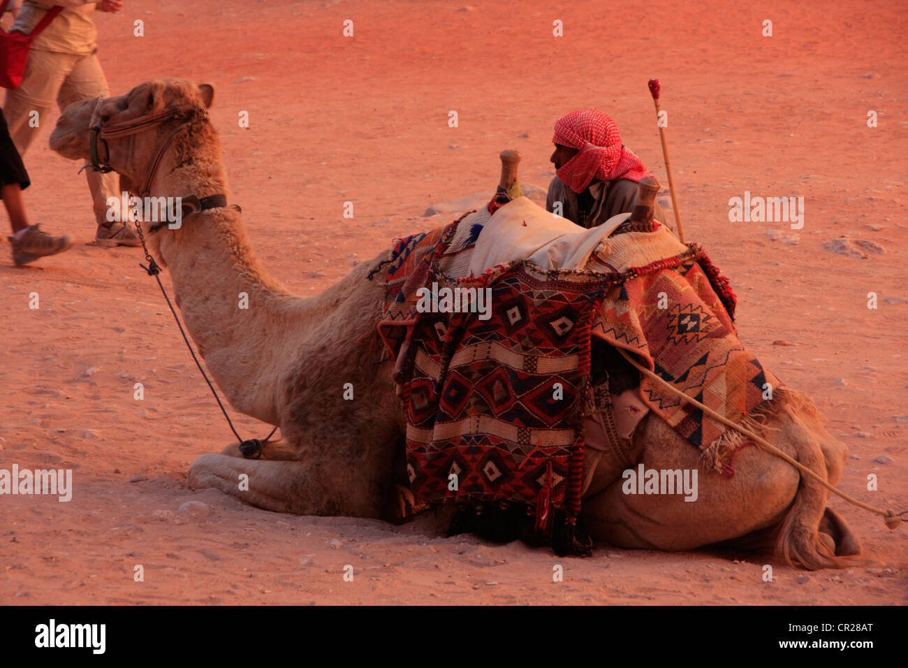 Uomo beduino con il cammello, PETRA, Giordania, MEDIO ORIENTE Foto Stock