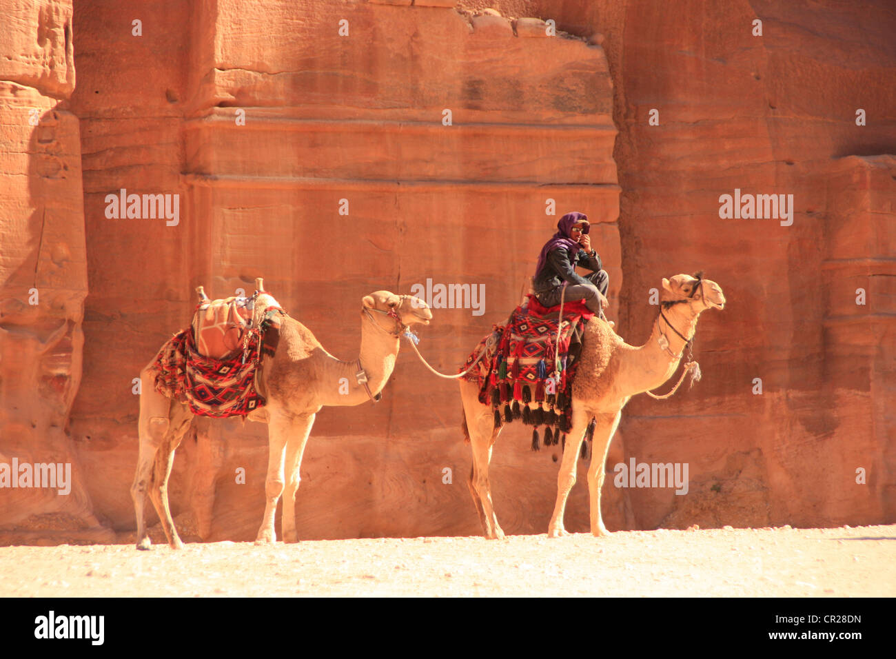 Uomo beduino con cammelli, PETRA, Giordania, MEDIO ORIENTE Foto Stock