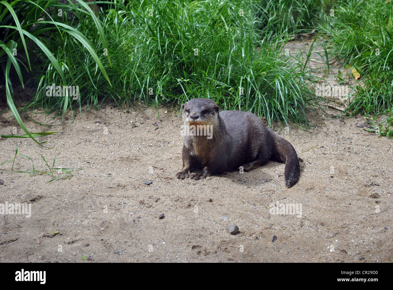 Carino piccolo Otter Foto Stock
