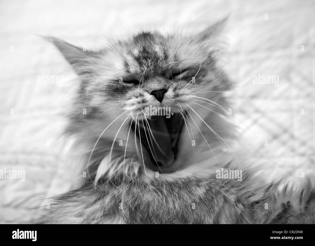 Gatto sbadigliare ma può apparire per essere sorridente Foto Stock
