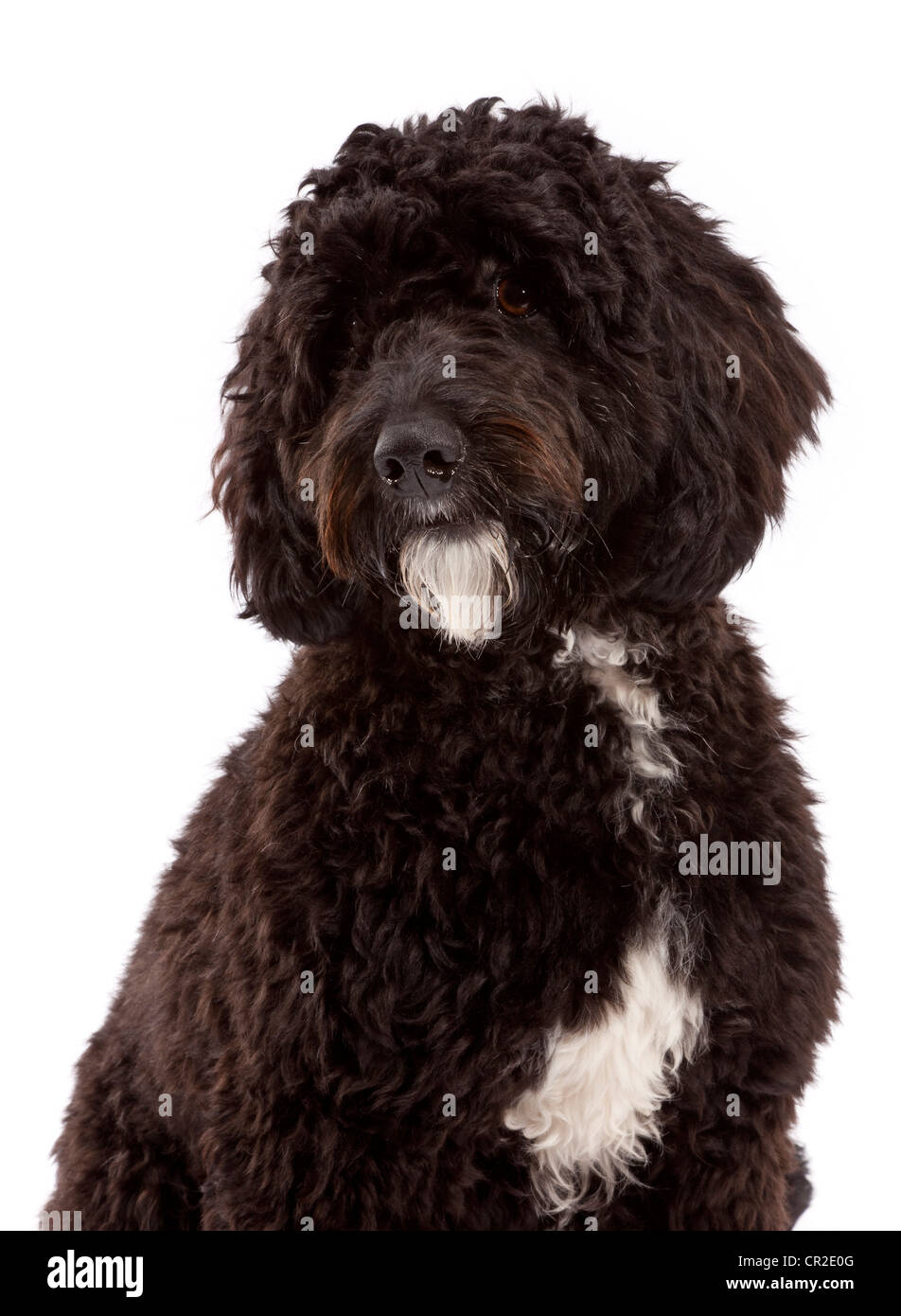 Cockerpoo (cocker spaniel poodle croce) cane maschio a 1 anno di età Foto Stock