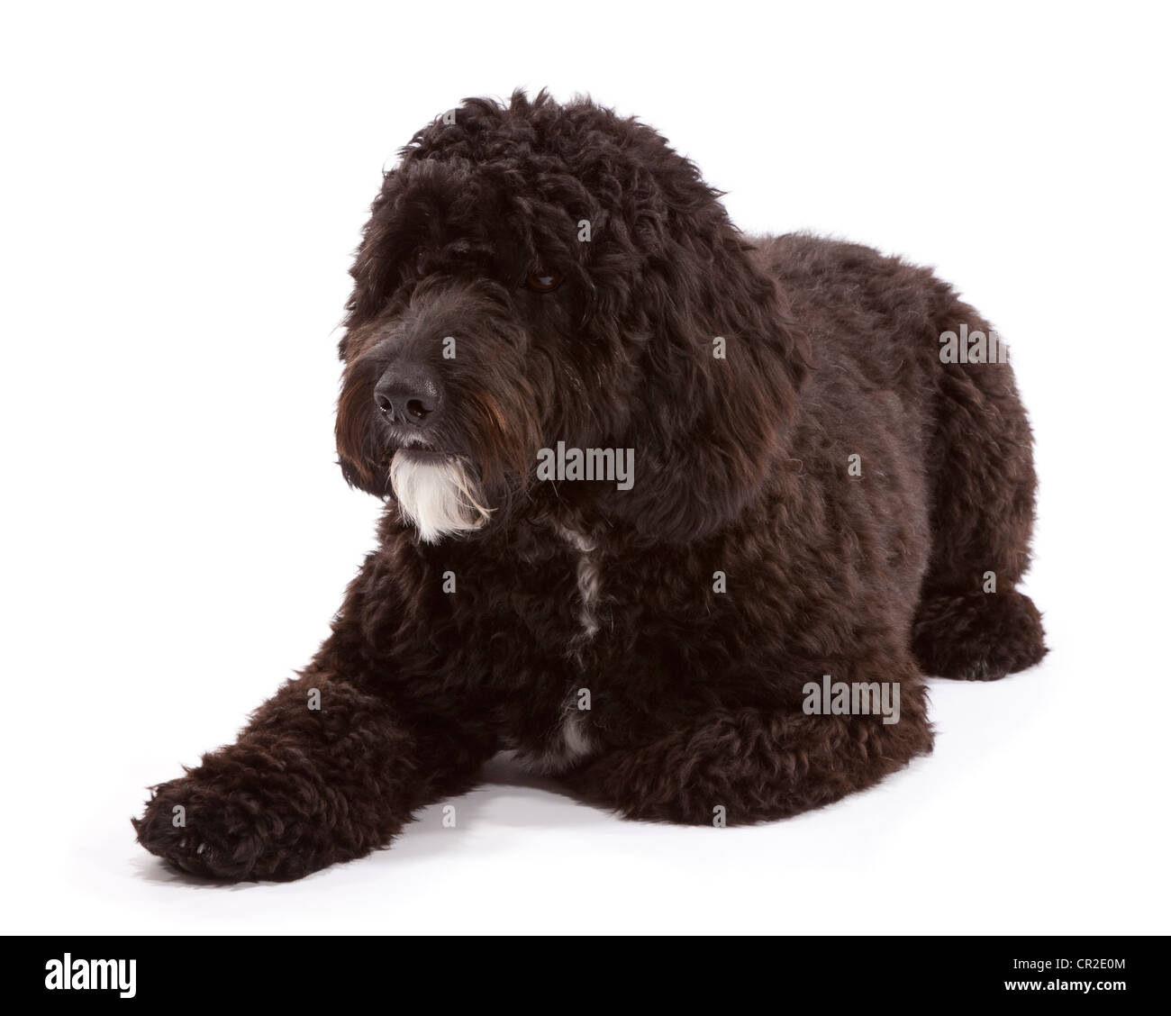 Cockerpoo (cocker spaniel poodle croce) cane maschio a 1 anno di età Foto Stock