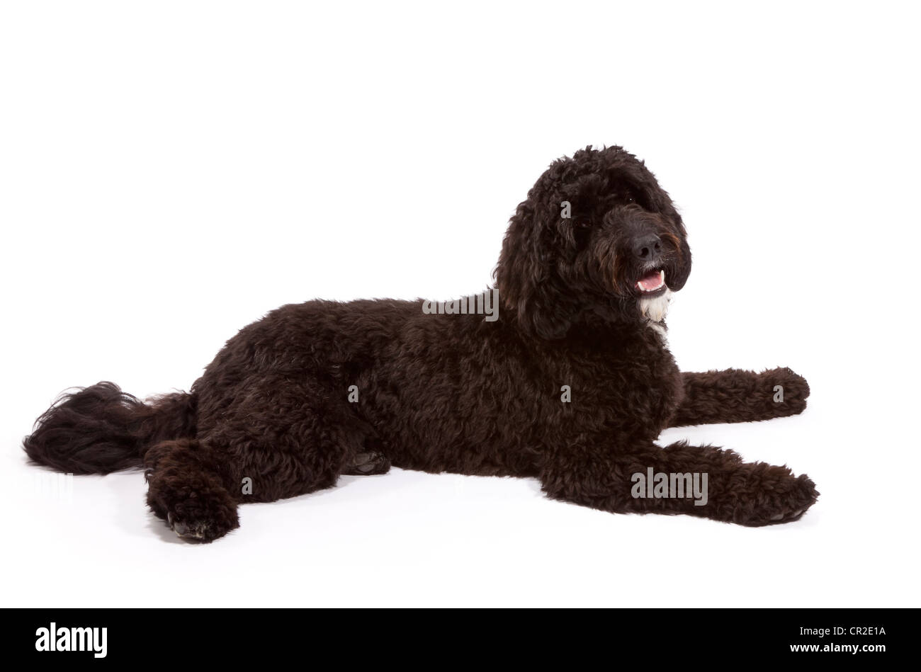 Cockerpoo (cocker spaniel poodle croce) cane maschio a 1 anno di età Foto Stock