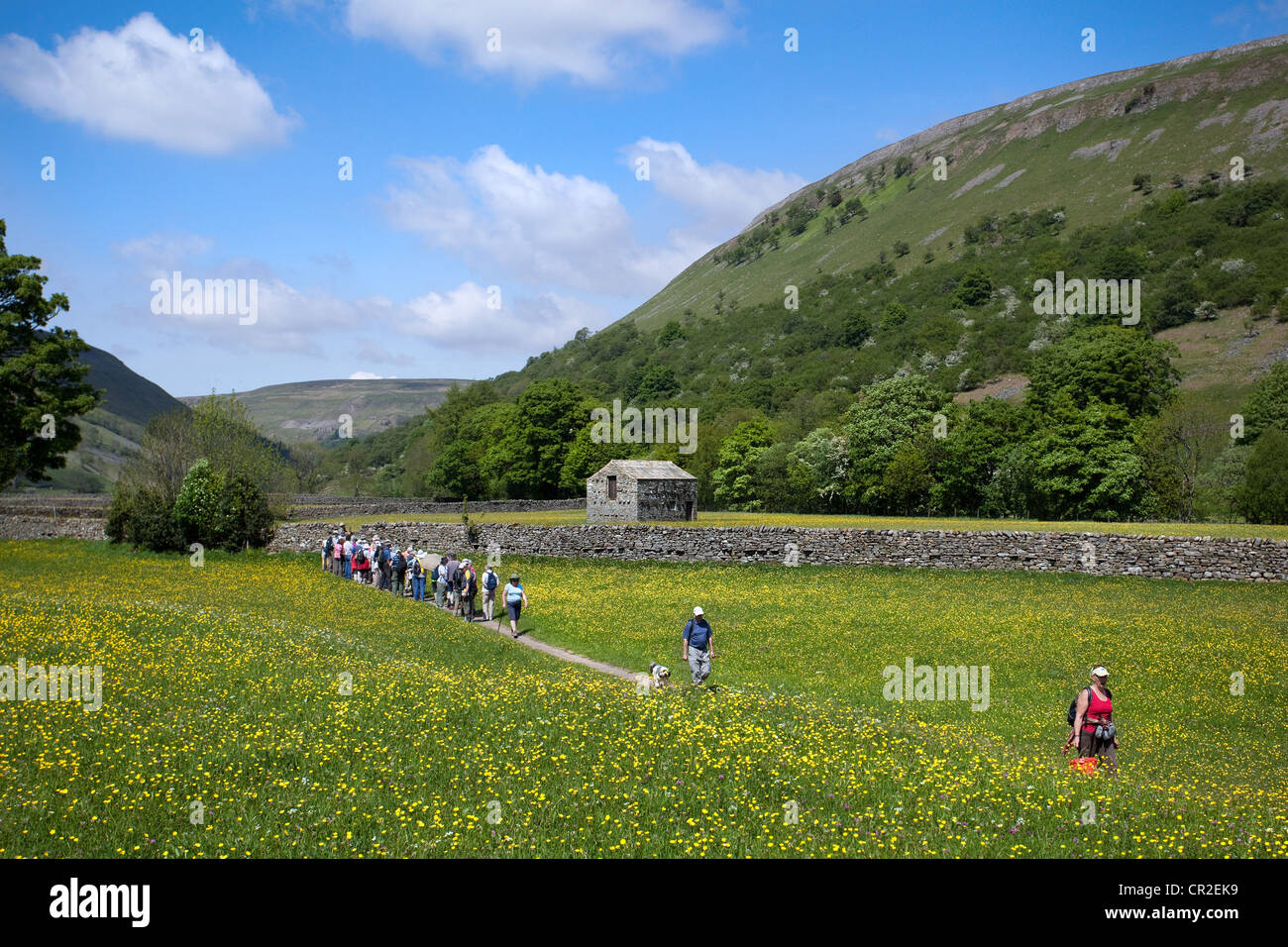 North Yorkshire Dales, prati di fieno, Muker, National Park, Richmondshire, Regno Unito. Uomini e donne, sentieri, sentieri, escursionisti, escursionisti e dilagatori nel mese di maggio. Foto Stock
