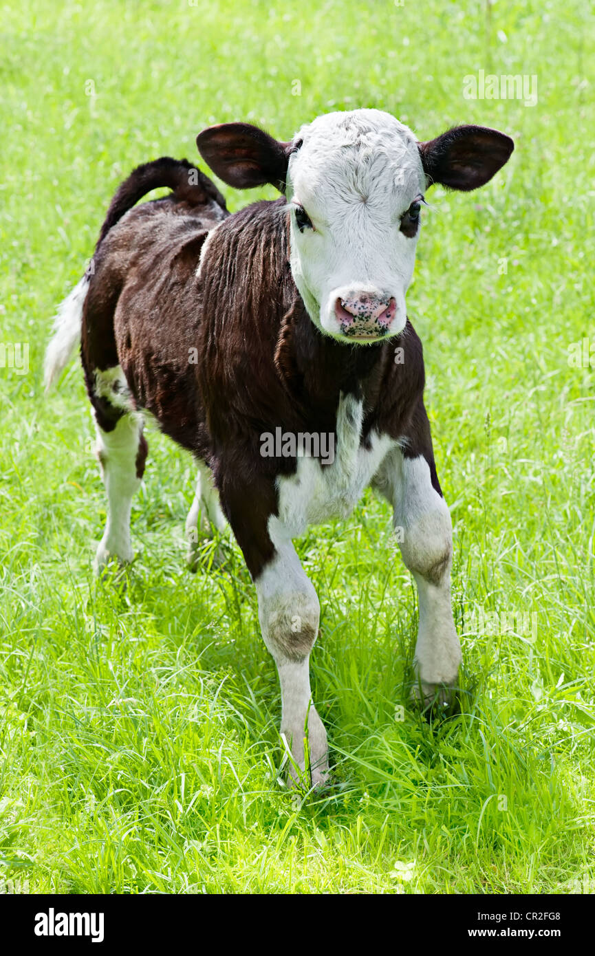 Animale della fattoria. Poco vitello giocando sul prato Foto Stock