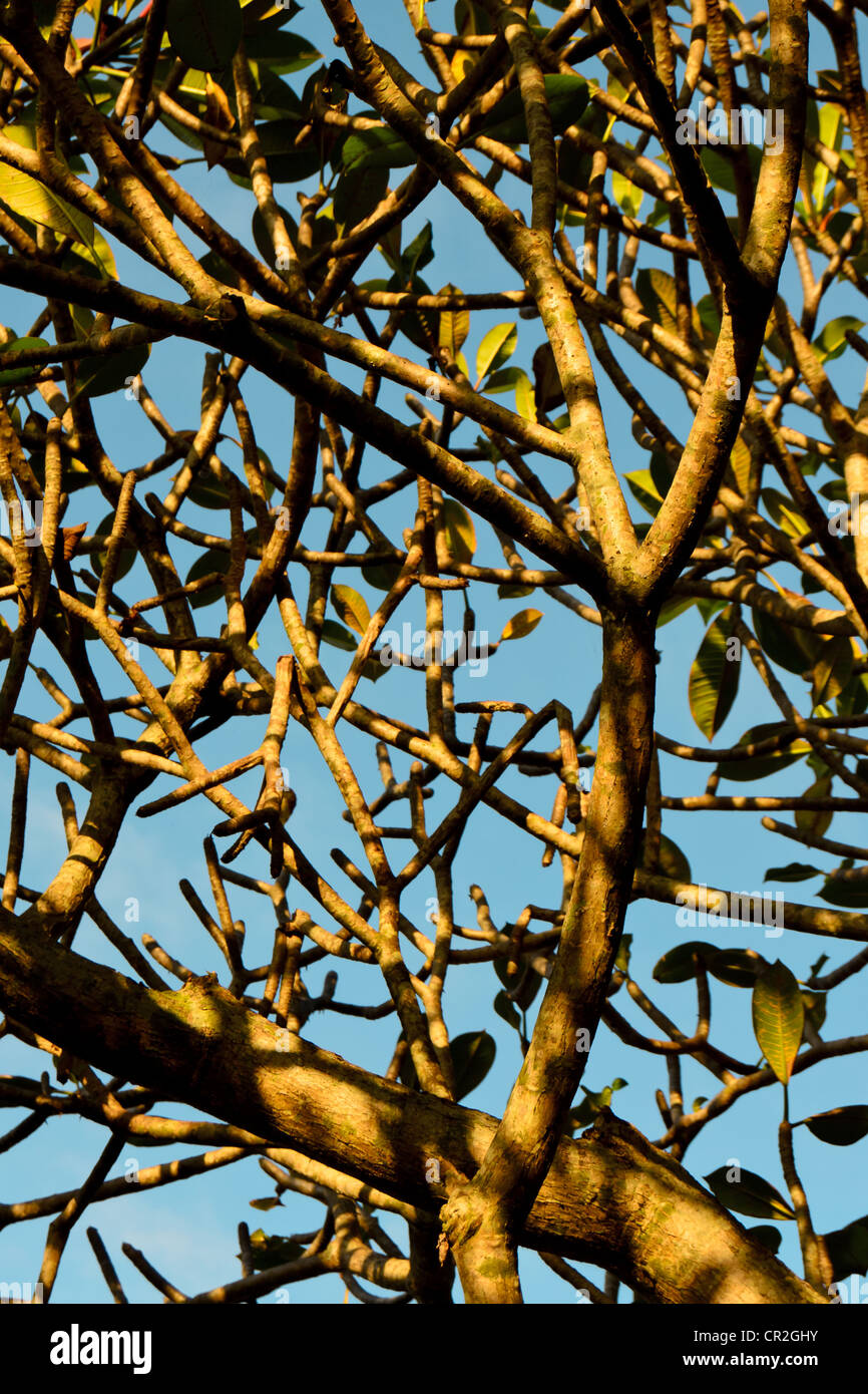 Il frangipani tree branch al mattino Foto Stock