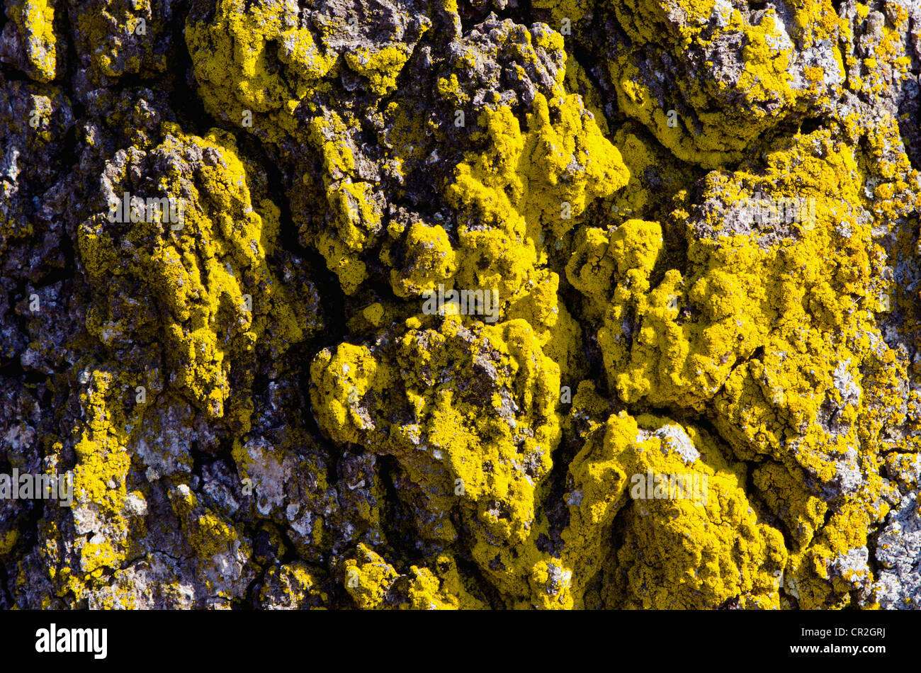 Background mossy tronco di albero macro closeup con sun ombre su di esso. Foto Stock
