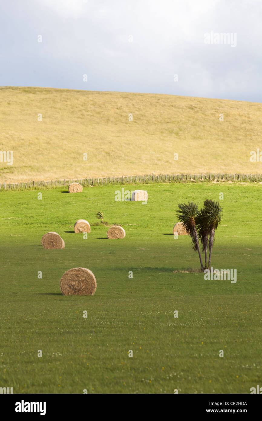 Una scena pastorale con soffici nuvole e campi di erba macchiato con round balle di fieno in Nuova Zelanda Foto Stock