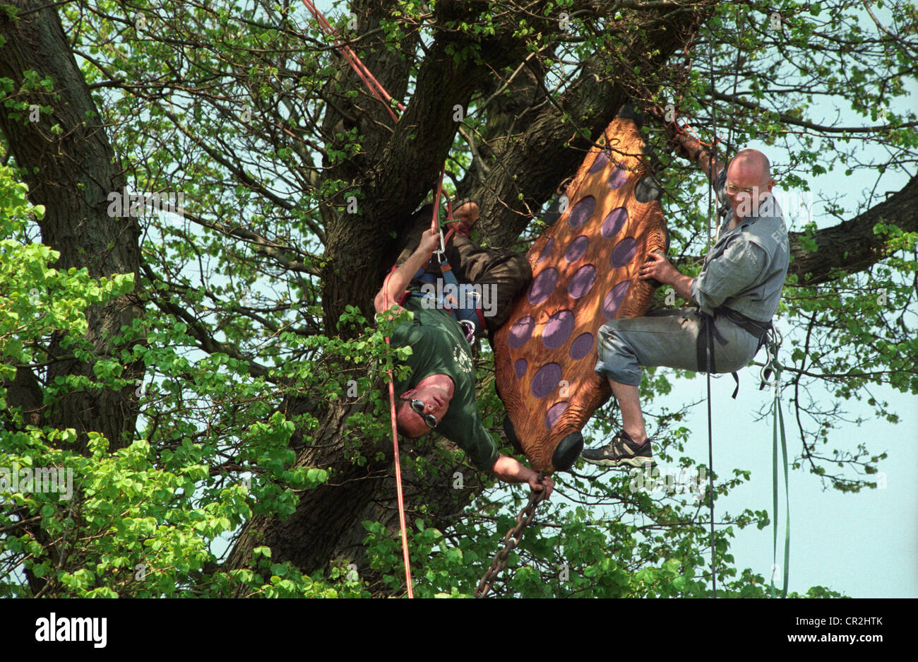 Due alberi di cordata chirurghi che pendono dai loro sistemi di cavi durante l'installazione di un legno 'Tree Kite' scultura come parte del festival di Brighton. Foto Stock