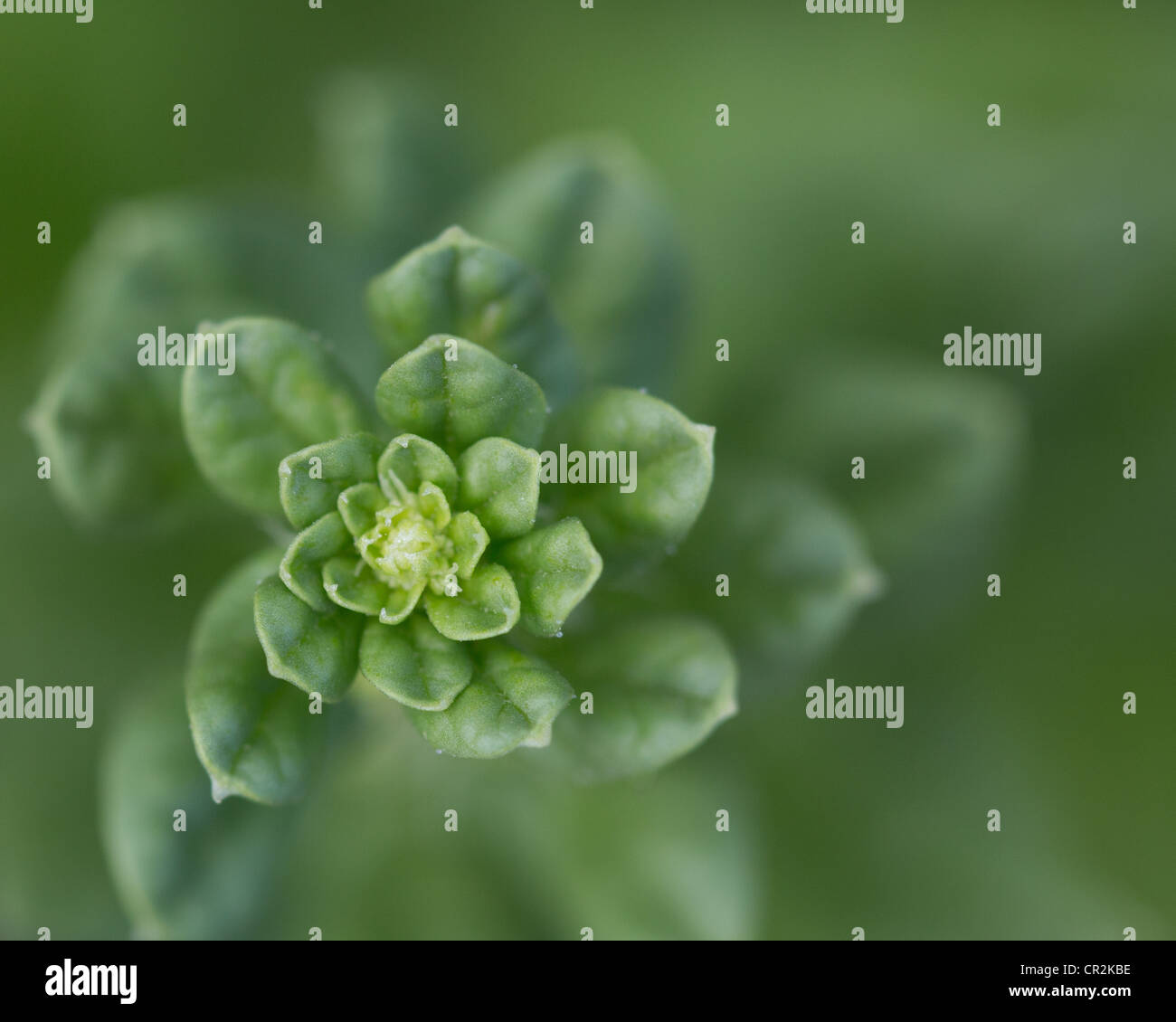 Un primo piano immagine di una giovane pianta di spinaci aumenti incontrollati verso il sole Foto Stock