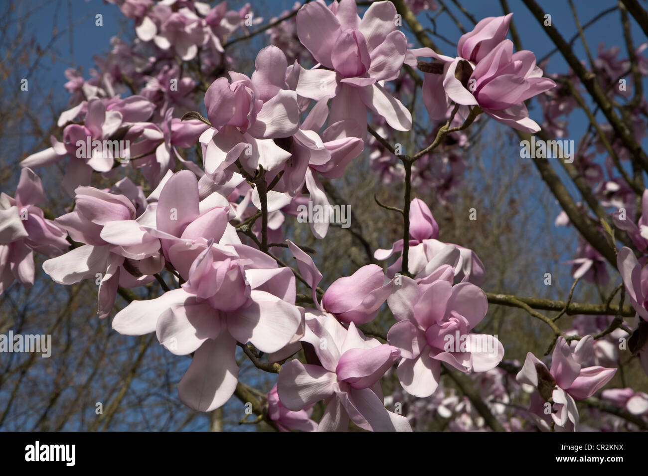 Fiori di Magnolia Foto Stock