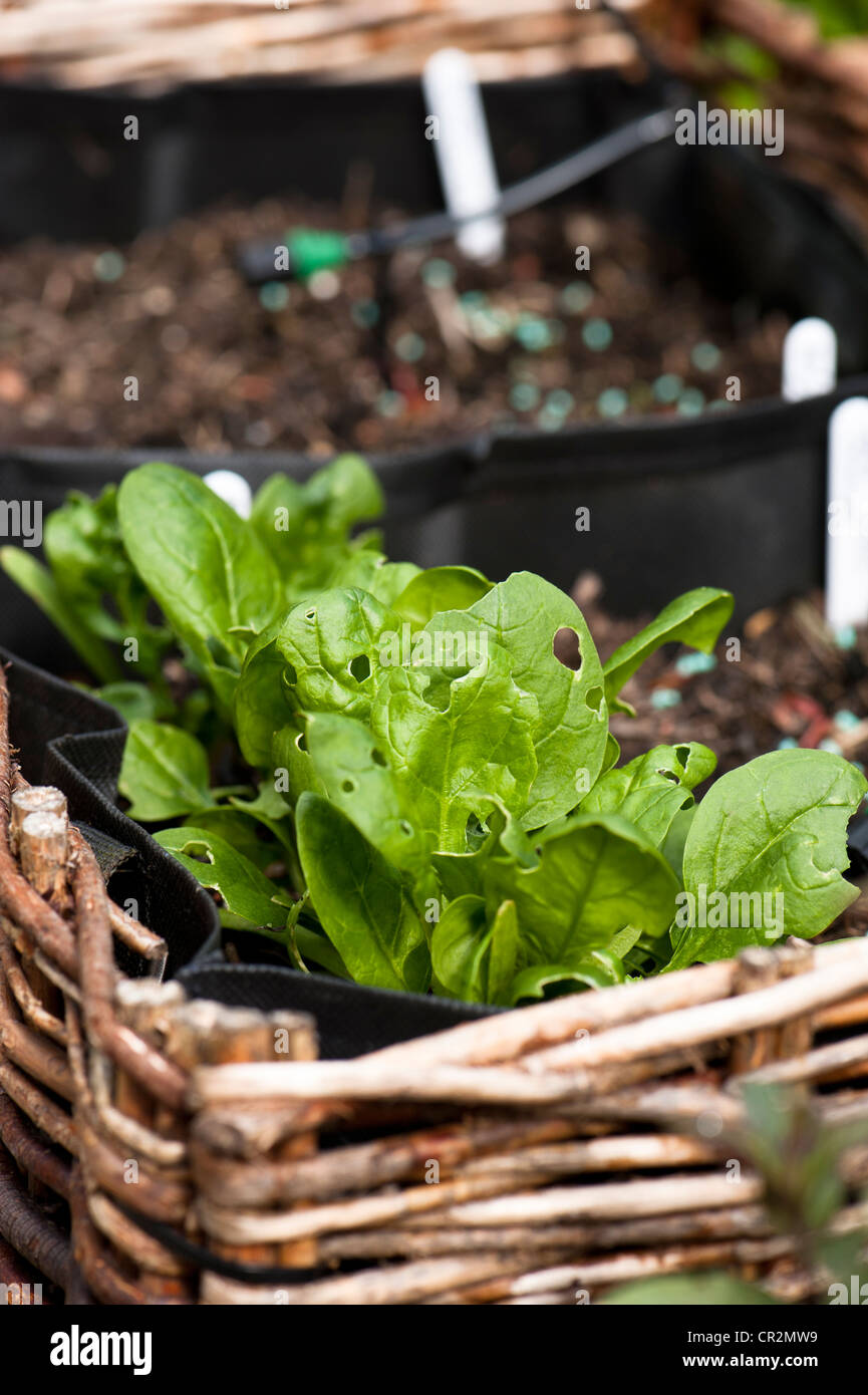 Gli spinaci 'Fiorano' ibrido F1, Spinacia oleracea piante in una posizione sollevata di piantatrice vegetale Foto Stock