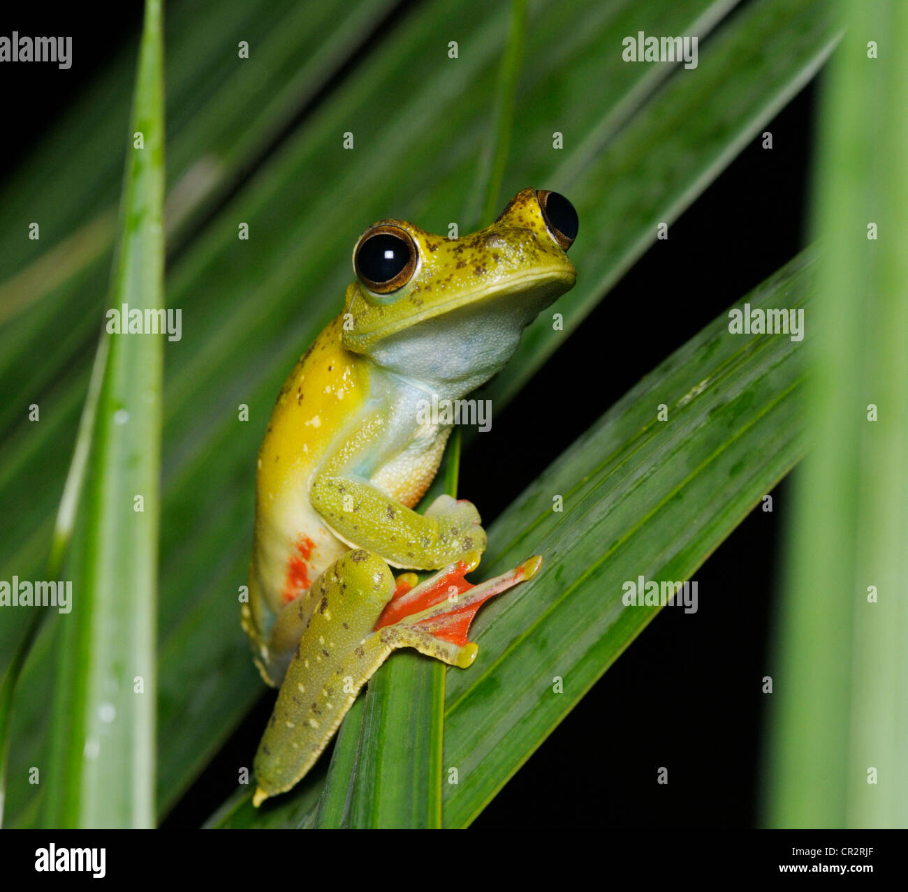 Red palmati treefrog, Hypsiboas rufitelus, Parco Nazionale di Tortuguero, Costa Rica Foto Stock