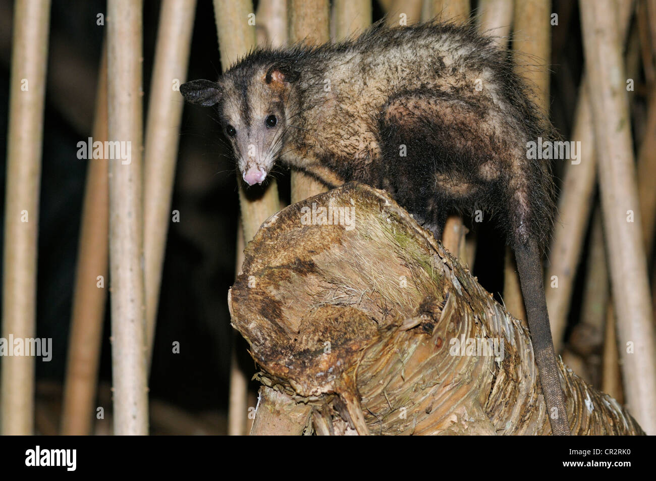 Comune di opossum, Didelphis marsupialis, Parco Nazionale di Tortuguero, Costa Rica Foto Stock