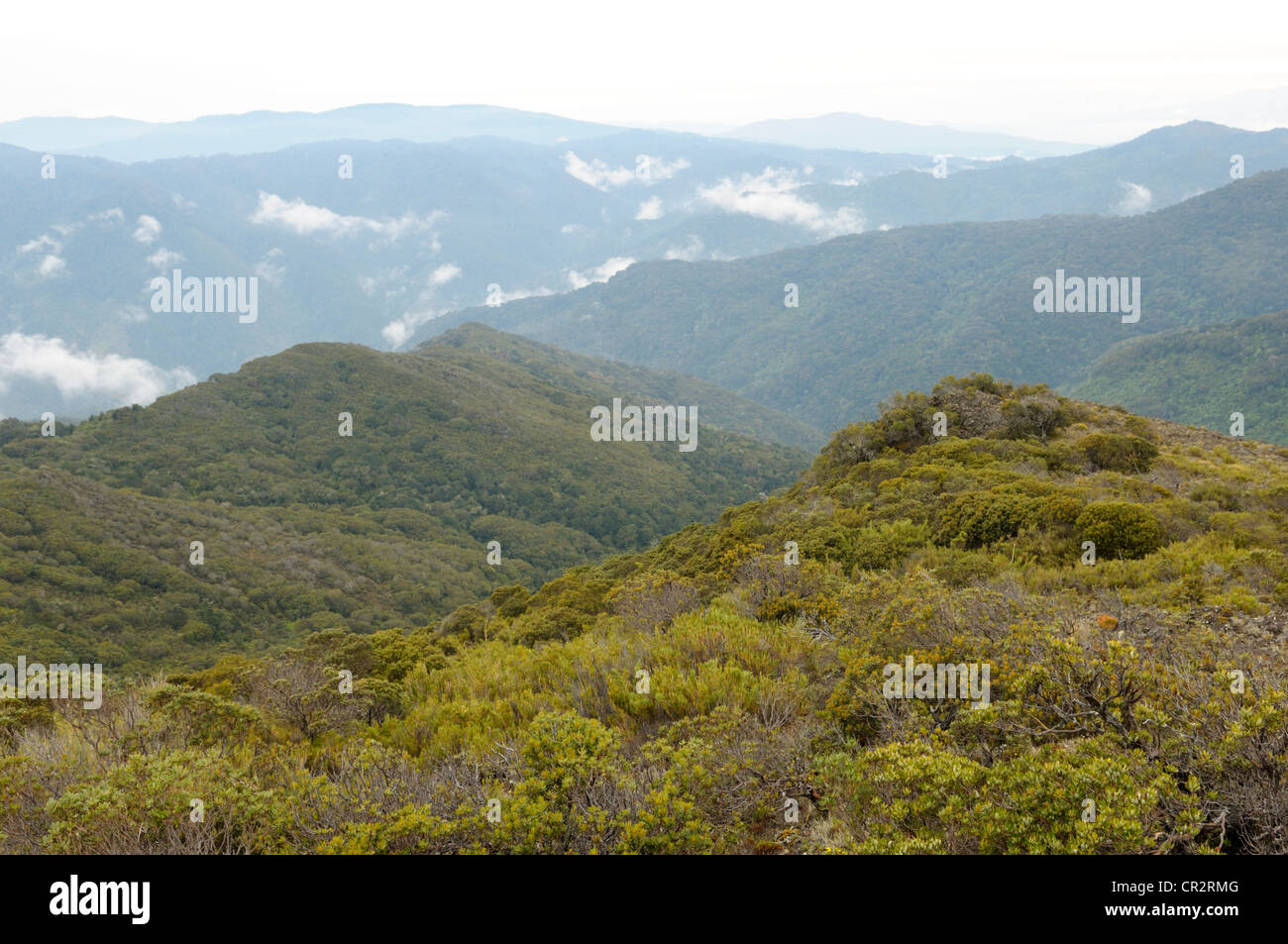 Paramo habitat treeline sopra e cloud forest da sopra a 11.000 piedi, Cerro de la Muerte, Costa Rica Foto Stock