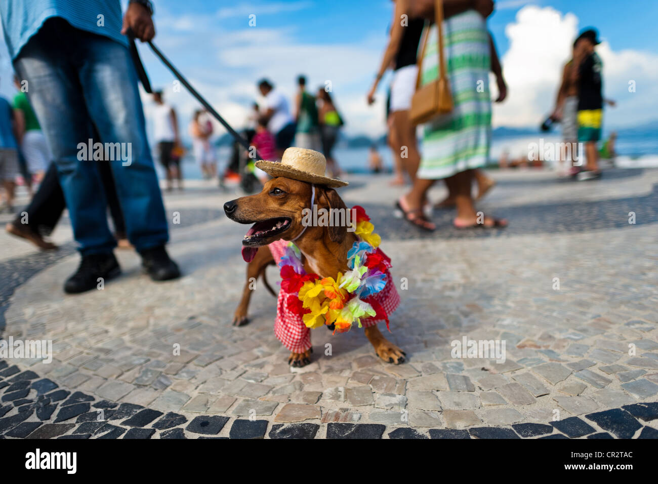 Un cane bassotto, che indossa un costume di fantasia, partecipa al carnevale  di pet mostra alla spiaggia di Copacabana a Rio de Janeiro in Brasile Foto  stock - Alamy