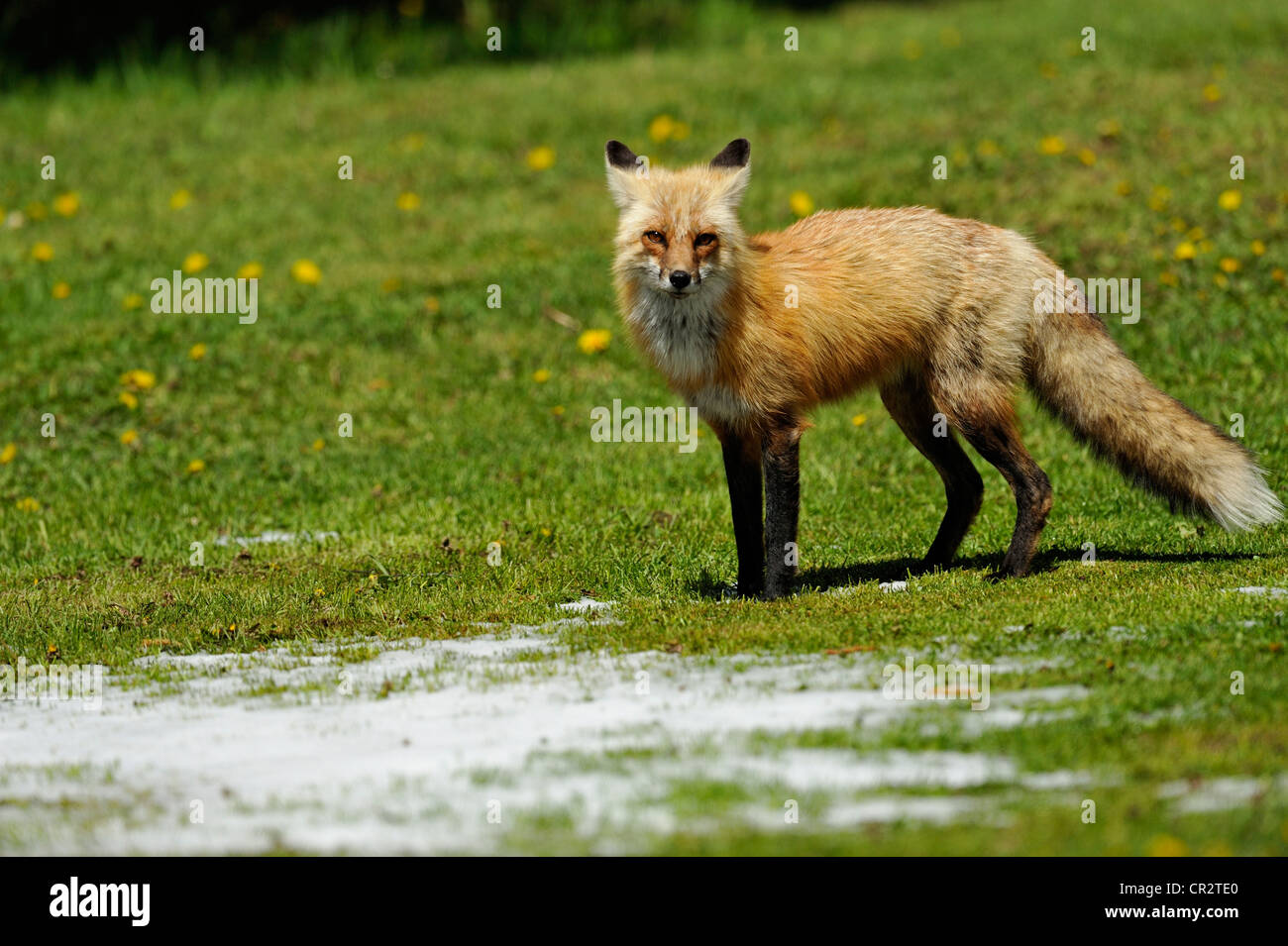 Red Fox (Vulpes vulpes vulpes) sul prato rurale in primavera, Wanup, Ontario, Canada Foto Stock
