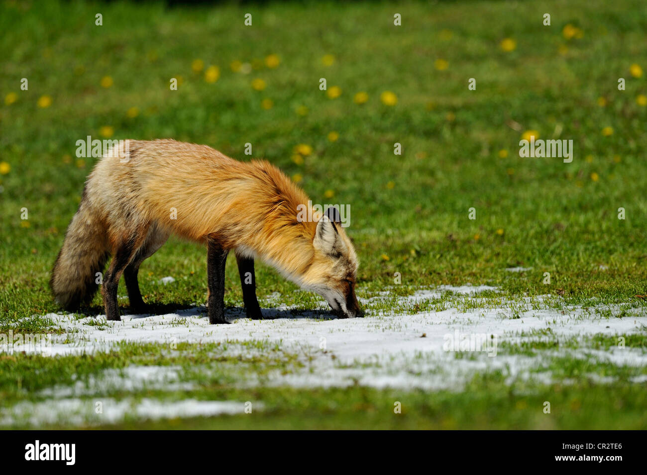 Red Fox (Vulpes vulpes vulpes) sul prato rurale in primavera, Wanup, Ontario, Canada Foto Stock