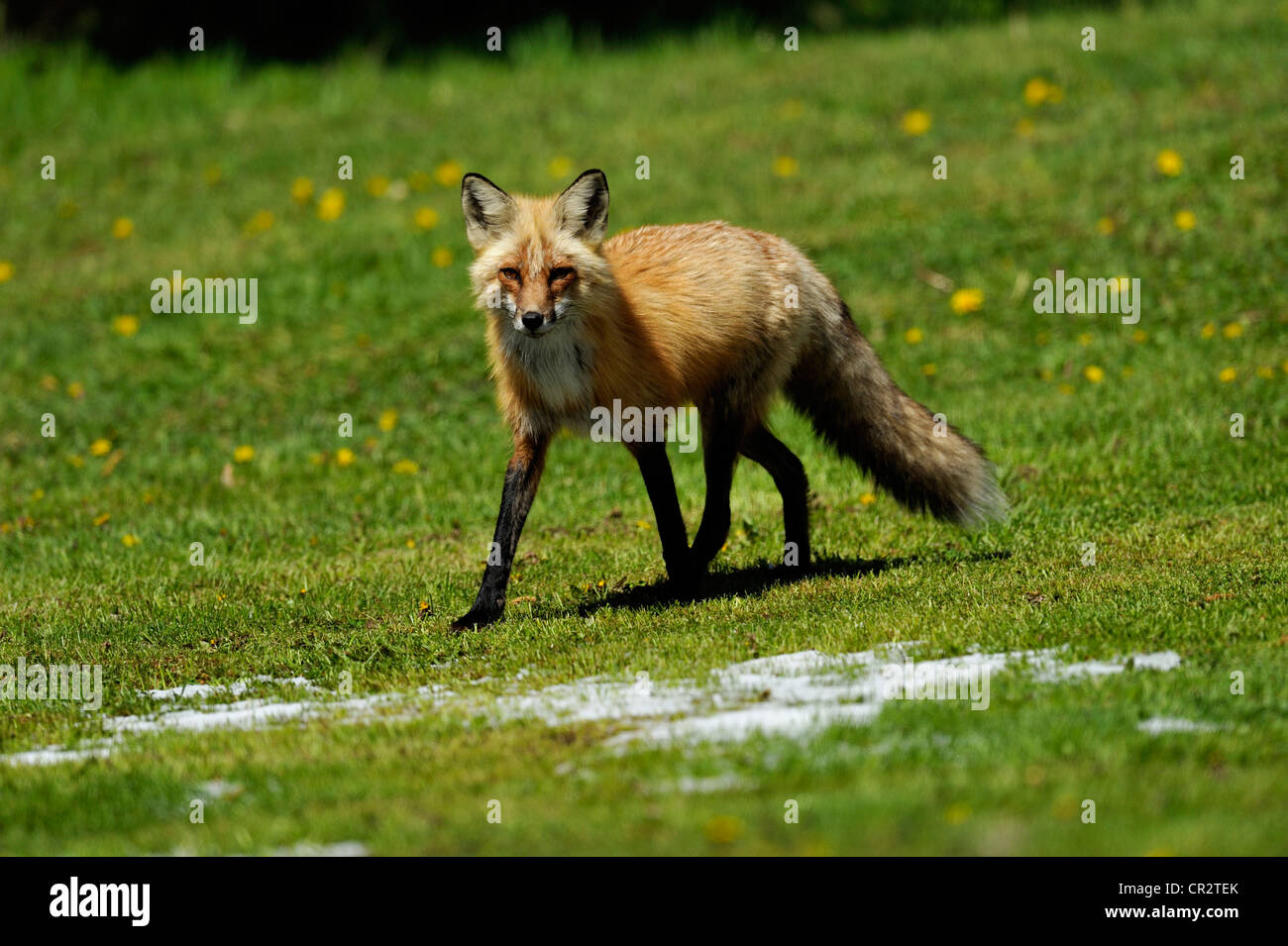 Red Fox (Vulpes vulpes vulpes) sul prato rurale in primavera, Wanup, Ontario, Canada Foto Stock