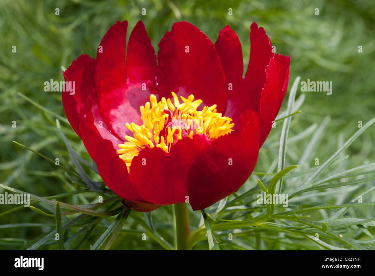 Fiore di una peonia, Paeonia tenuifolia, Paonie, Paeoniaceae Foto Stock