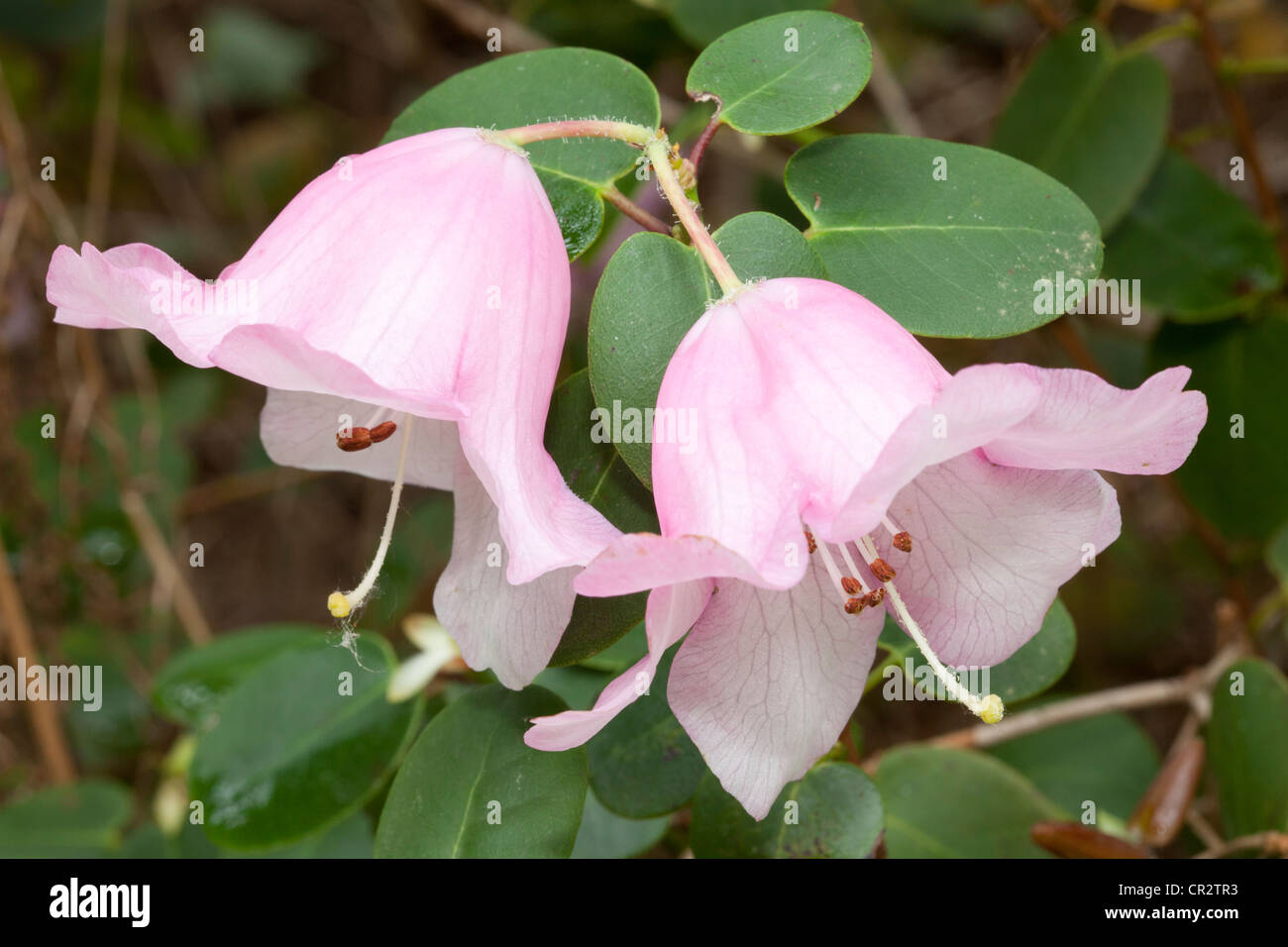 Rhododendron williamsianum, Ericaceae Foto Stock
