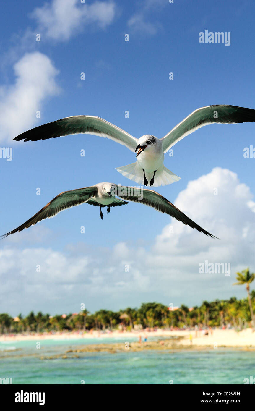 Due belle seagull ias in volo in un cielo blu Foto Stock