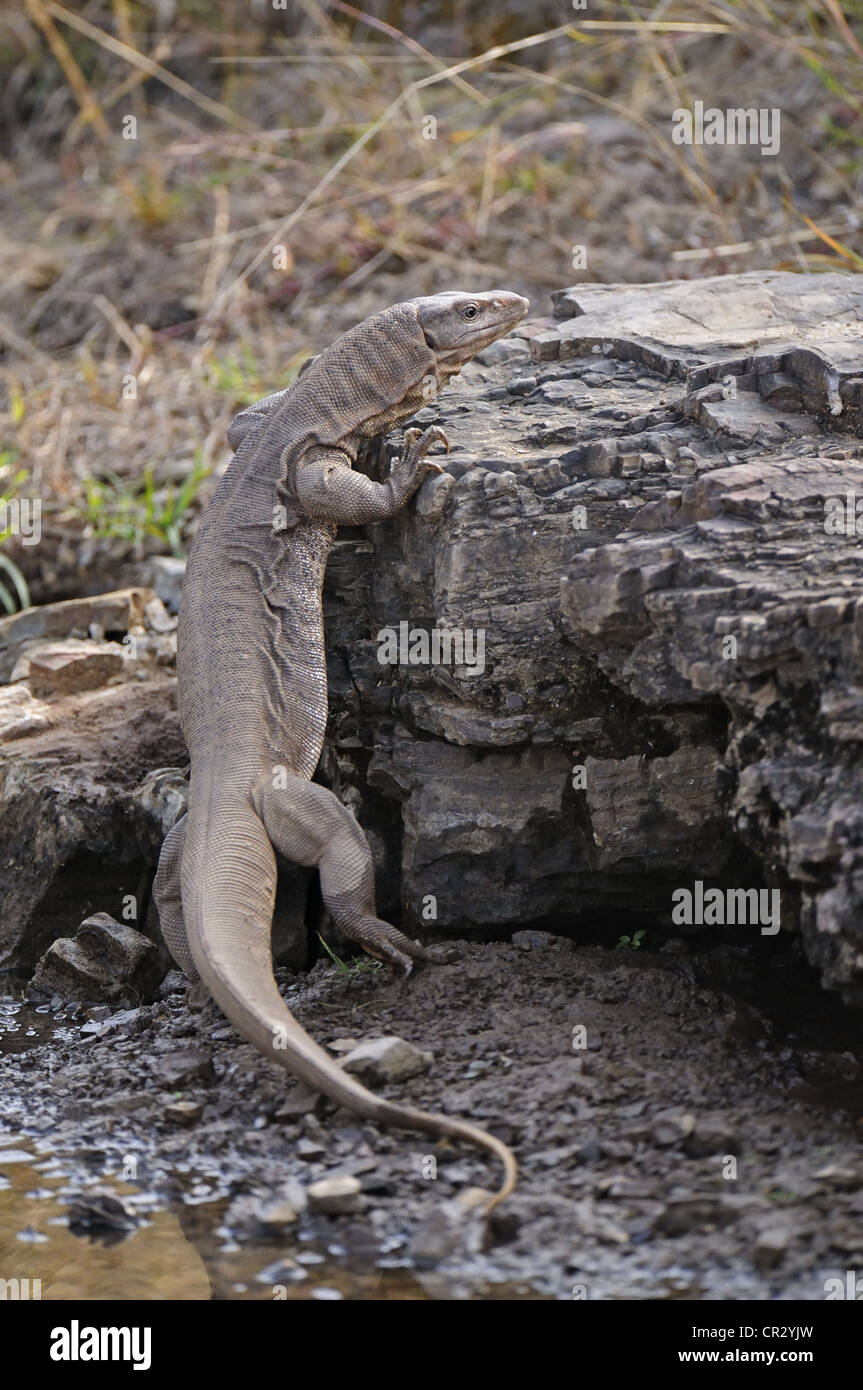 Il Bengala monitor o un comune monitor indiano lizard (Varanus bengalensis) in Ranthambore, Rajasthan, India, Asia Foto Stock