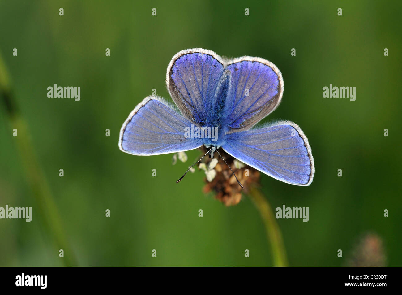 Comune di blue butterfly polyommatus icarus Foto Stock