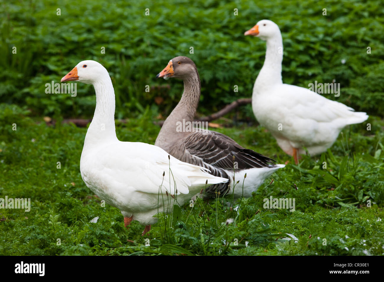 Oche domestiche (Anser anser f. domestica) e un oca graylag (Anser anser), Repubblica Ceca, Europa Foto Stock