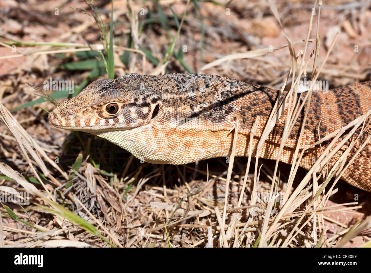 Sabbia goanna (Varanus gouldii), il Territorio del Nord, l'Australia Foto Stock