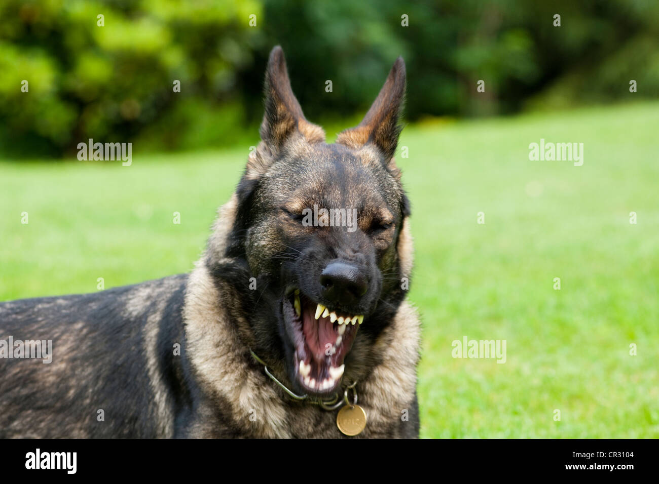 Pastore Tedesco cane, alsaziano, mostra i denti Foto Stock