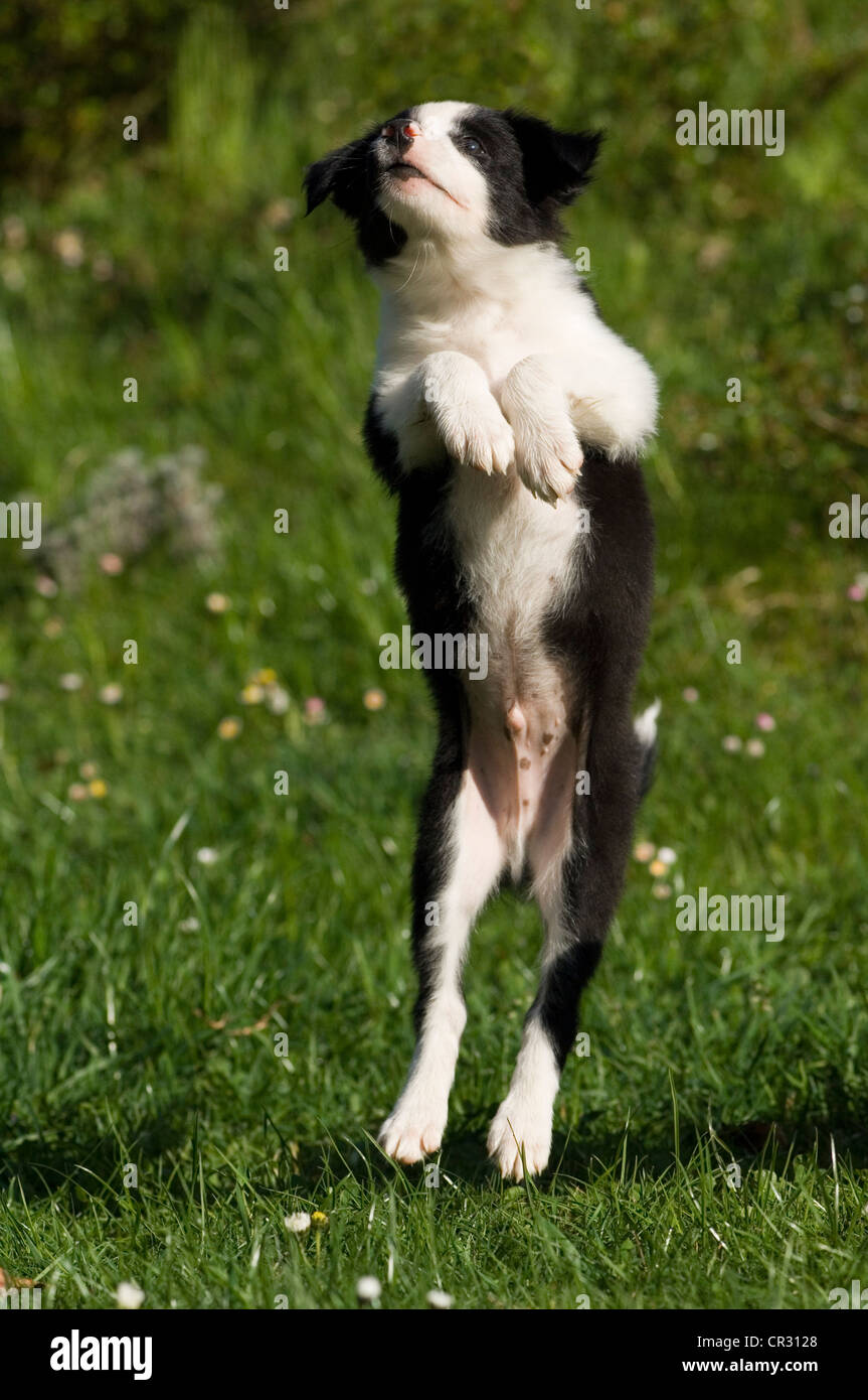 Border Collie, cucciolo su hindlegs Foto Stock