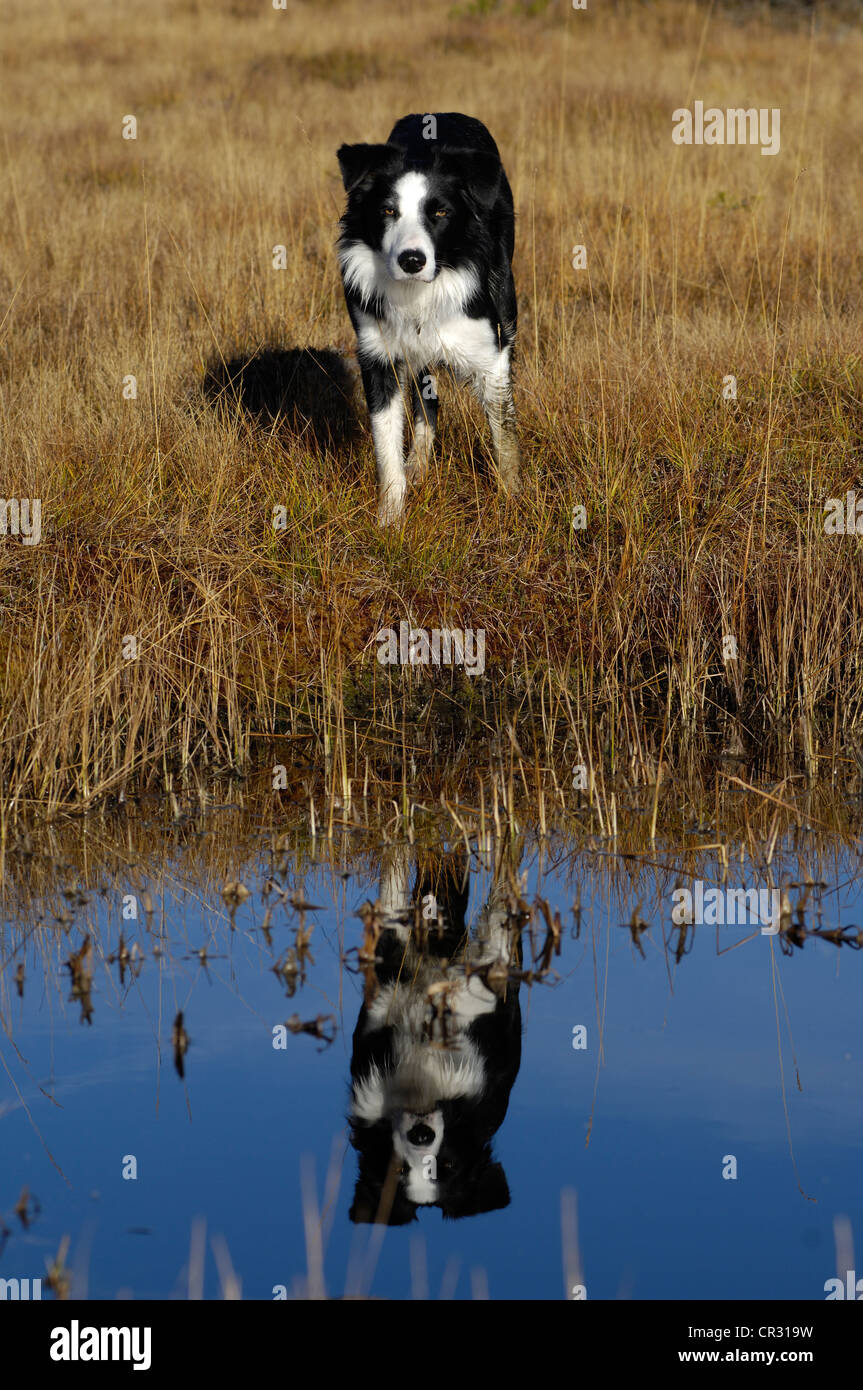 Border Collie si riflette in un lago, palude in autunno, Tirolo del nord, Austria, Europa Foto Stock