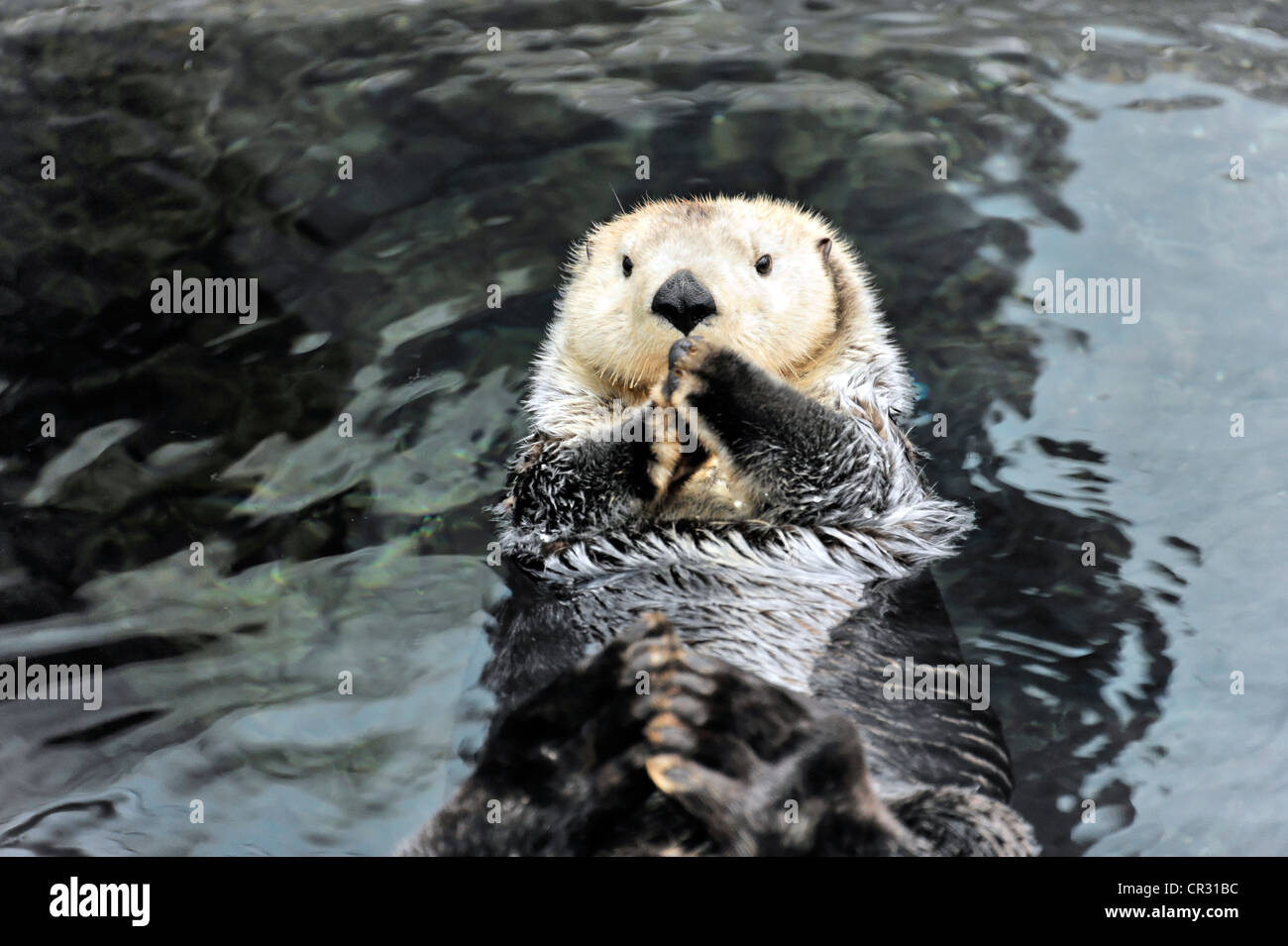 Sea Otter (Enhydra lutris), Oceanario, Parque das Nacoes, Lisbona, Portogallo, Europa Foto Stock