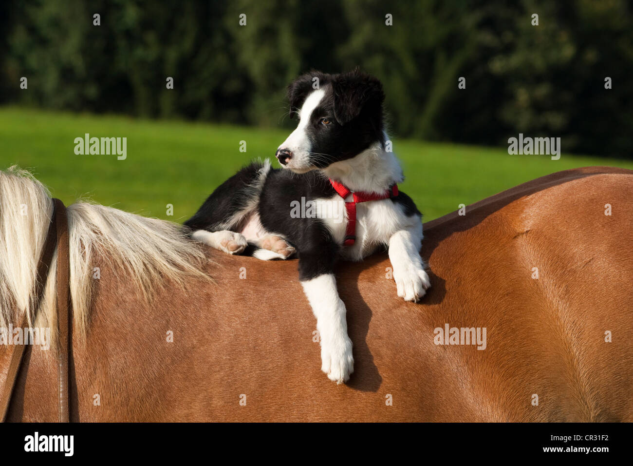 Border Collie, cucciolo, a cavallo Foto Stock