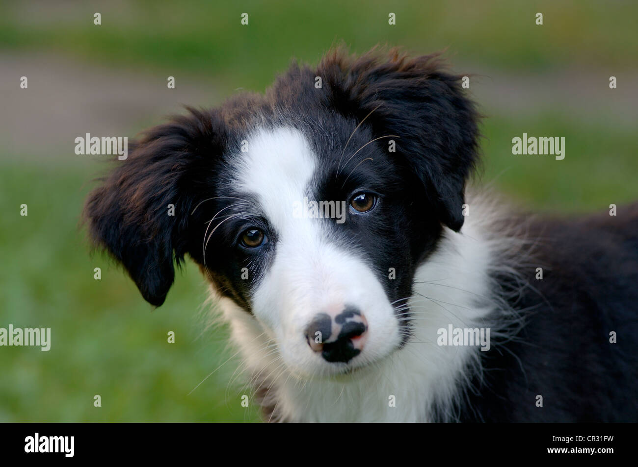 Gioco Splendido Del Cucciolo Di Border Collie Fotografia Stock