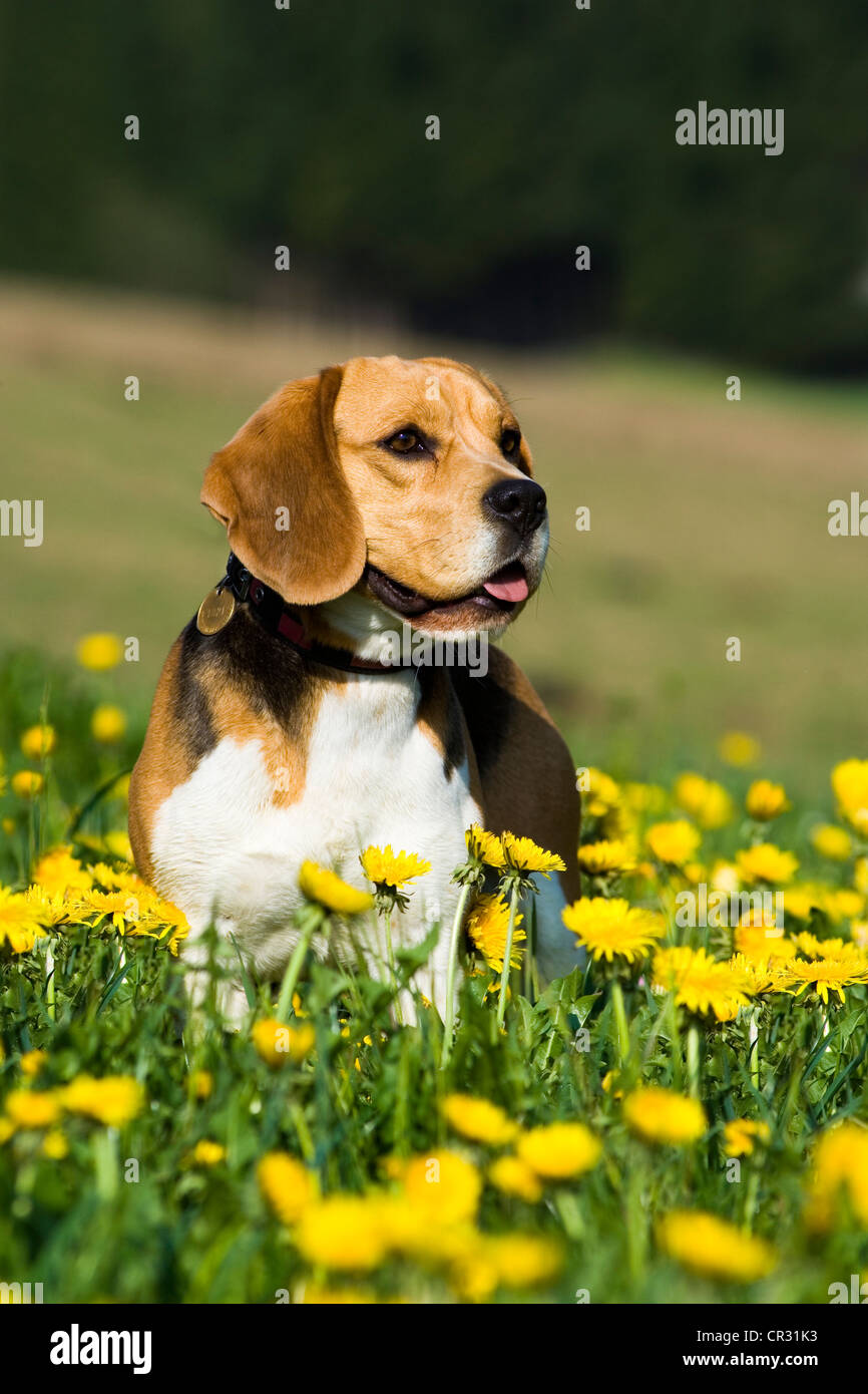 Beagle in piedi nel prato di dente di leone Foto Stock